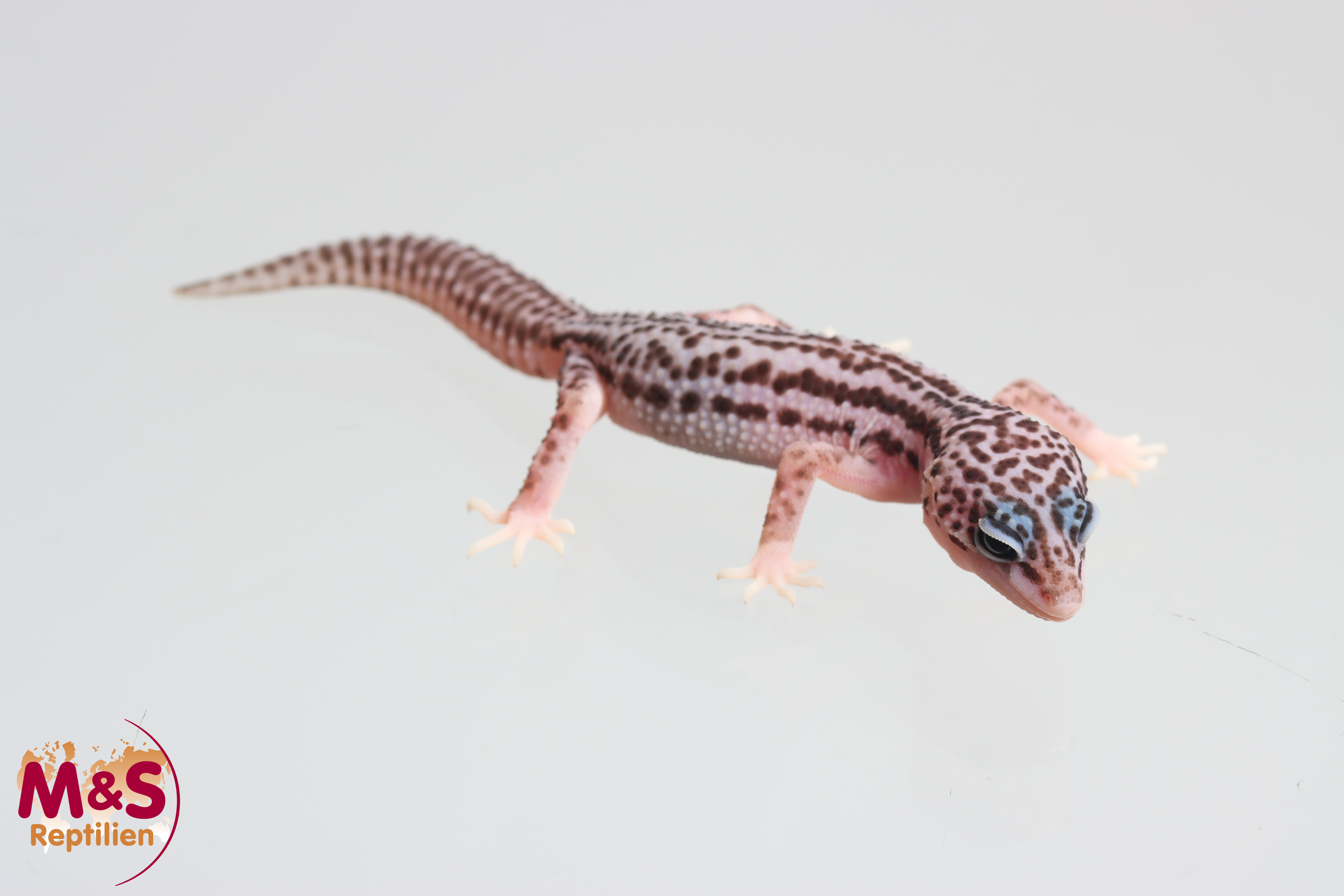 0.0.1 (auf Weibchen inkubiert) Panda Pied Line MSS Leopardgecko NZ'25 (small) E.macularius (OB)