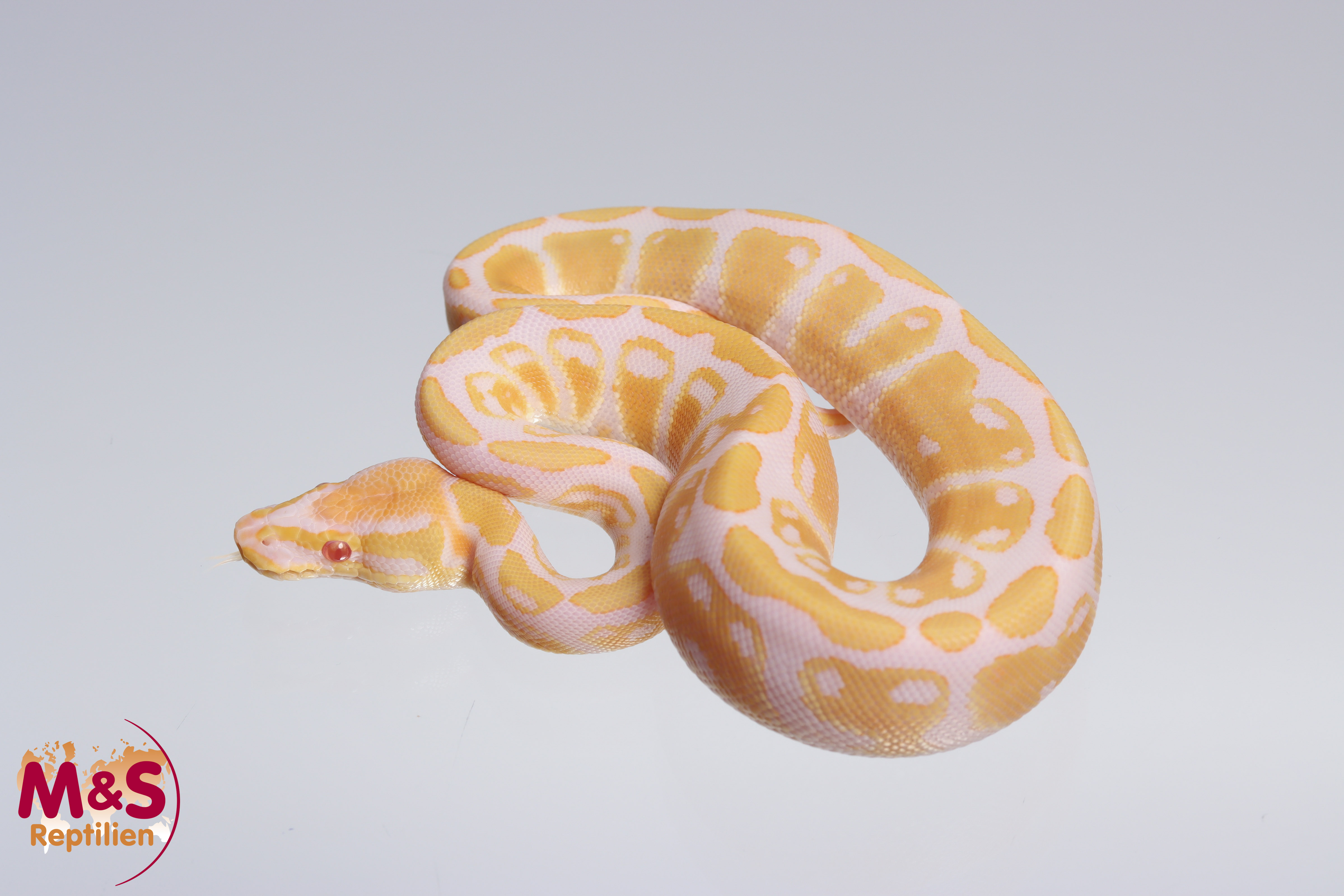 0.1 (Female) Albino 66% poss het. Sunset 66% poss het. Ultramel Königspython NZ´M&S´22 Python regius