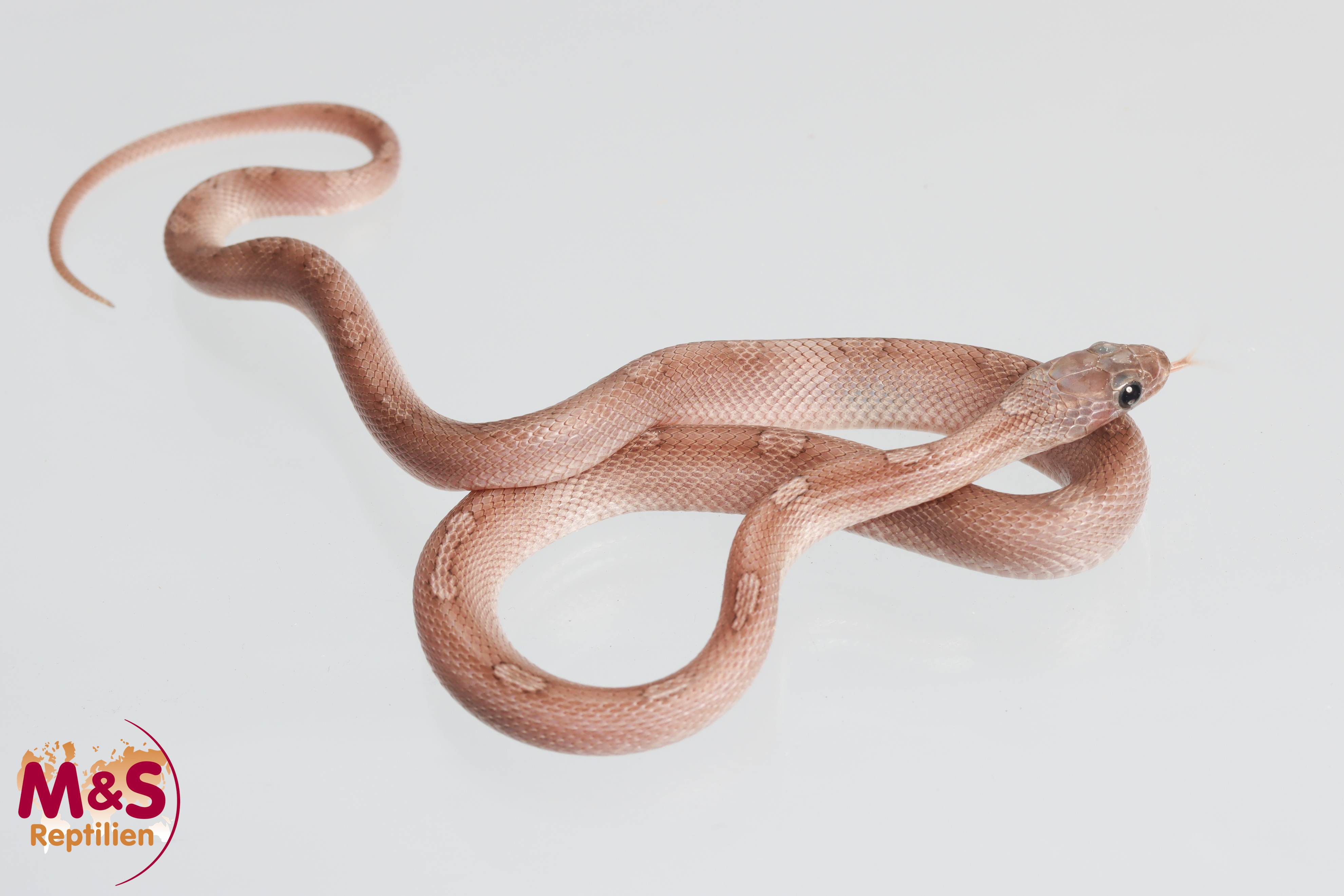 0.1 (Female)  Pewter Motley-Stripe Kornnatter  NZ'25 ( ca. 30 cm ) Pantherophis guttatus