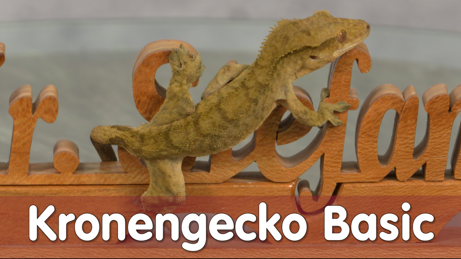Folge 97 - Kronengecko Basic