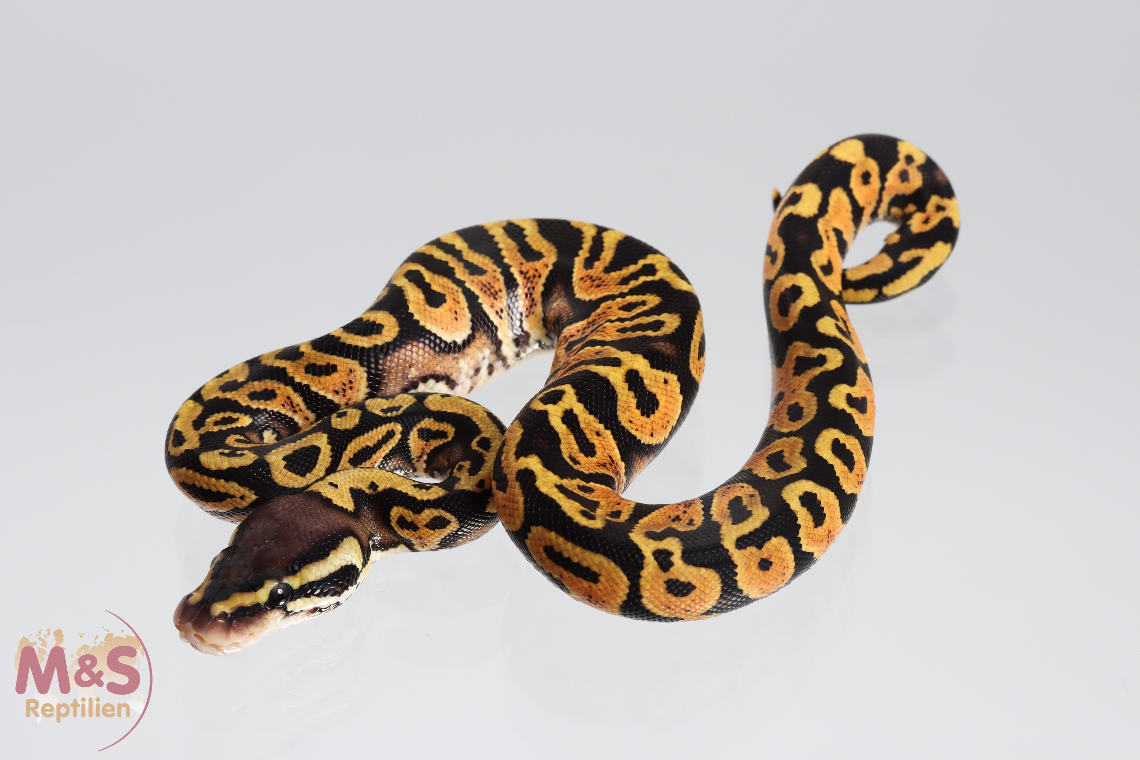 1.0 (Male) Gravel - Pastel Königspython NZ´M&S´21 Python regius