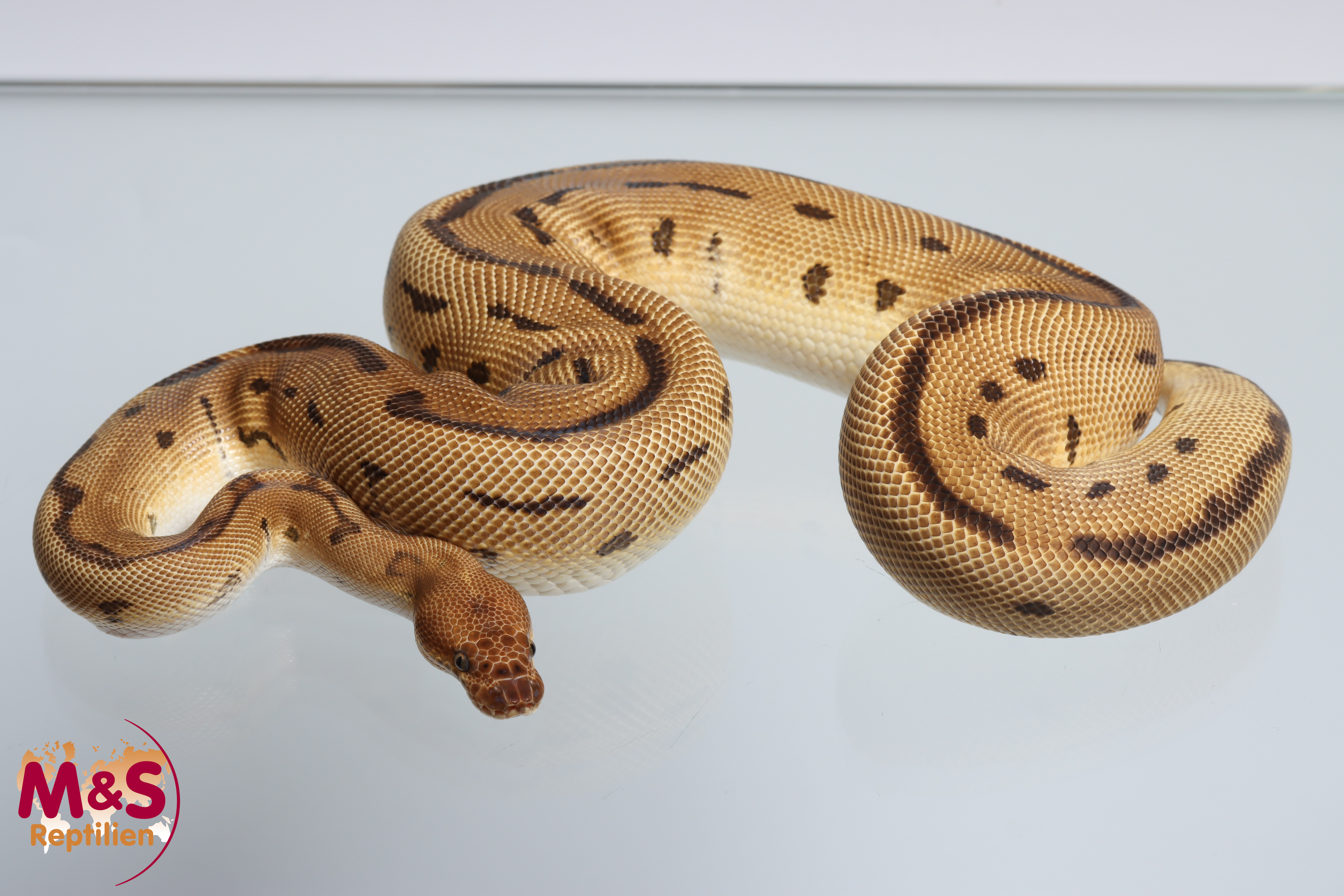 0.1 (Female) Pinstripe-Clown Spotnose Leopard ( Pinstripe-Batman) Königspython NZ´24 Python regius