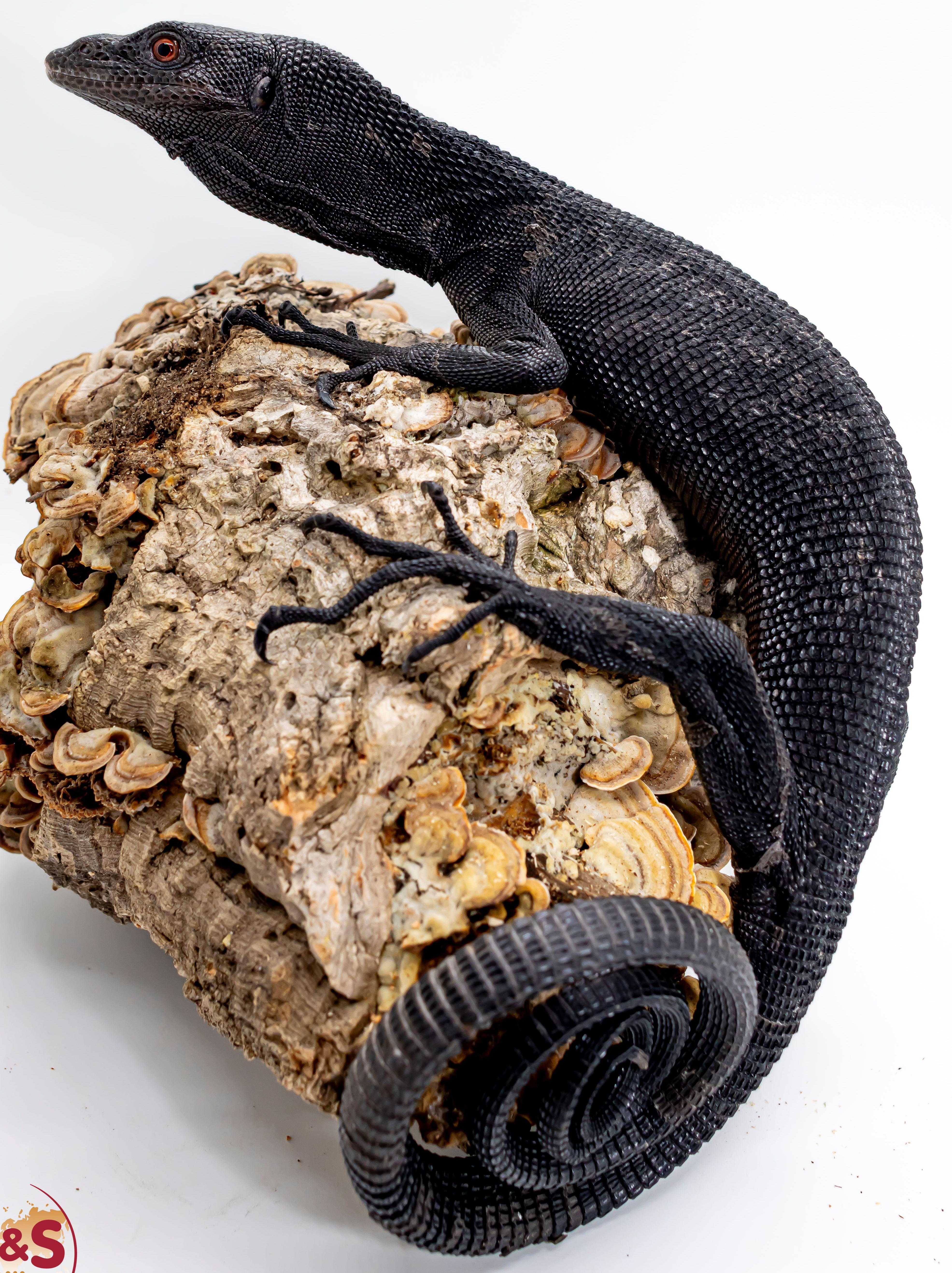 Schwarzer Baumwaran NZ'23 Varanus beccarii (Symbolbild)