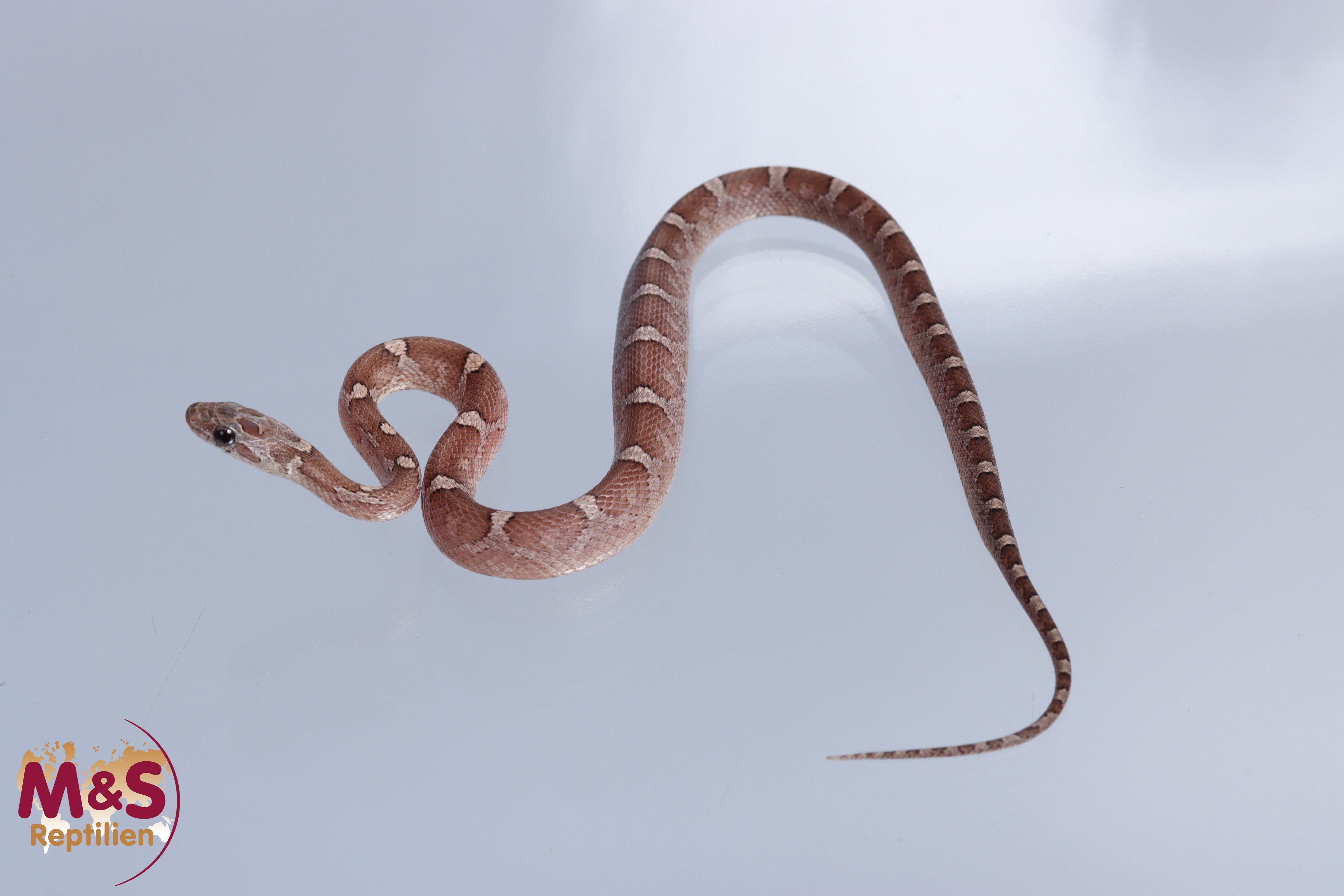 0.1 (Female) Granite ( het Lava,Charcoal,Stripe,Hypo Pewter) Kornnatter NZ'25 ( ca.30 cm ) P.guttatus (Symbolbild)