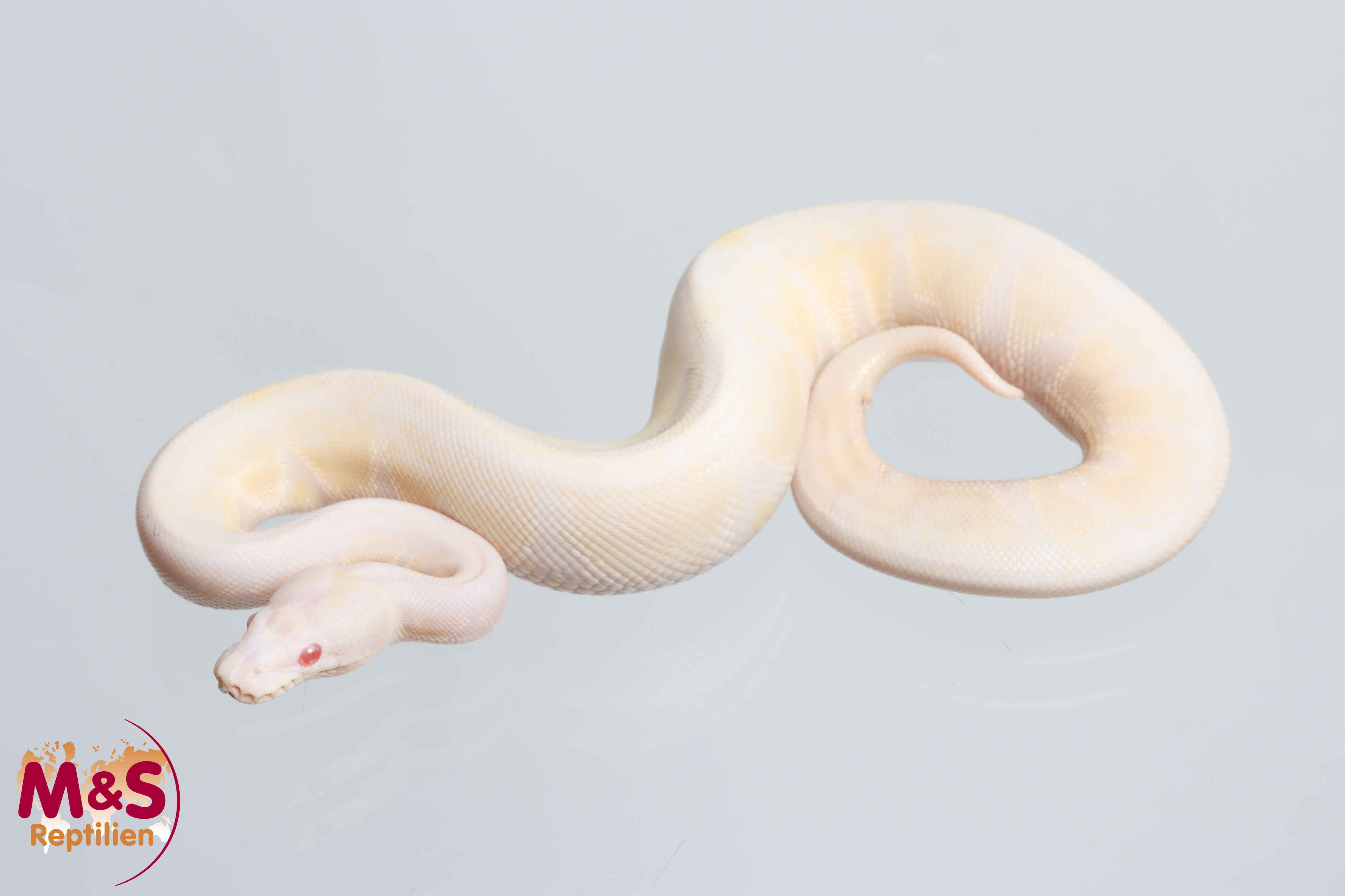 1.0 (Male) Snow VPI (Axanthic-Albino) Königspython NZ' 26 Python regius