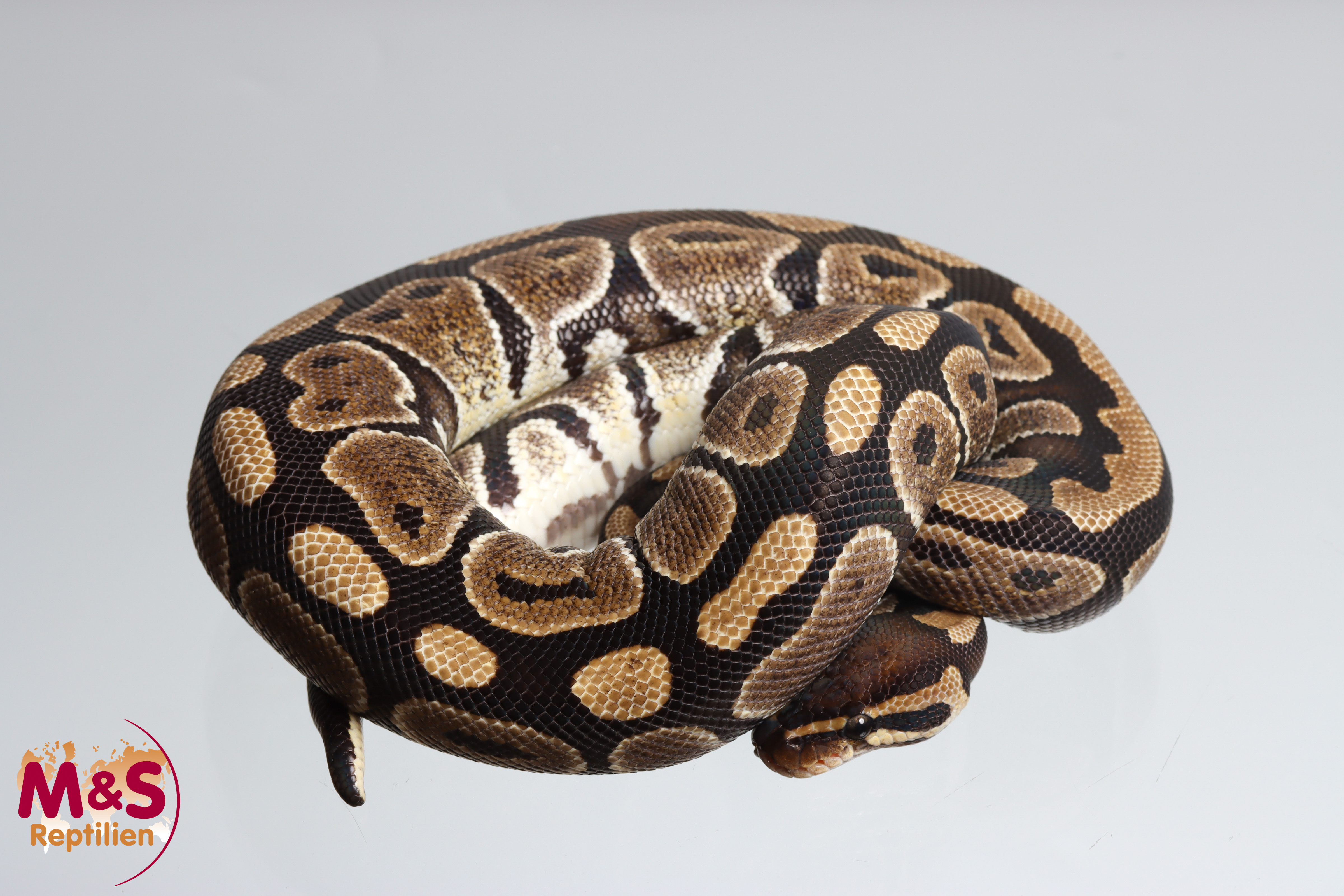 0.1 (Female) Fire Königspython NZ'24 (subadult) Python regius