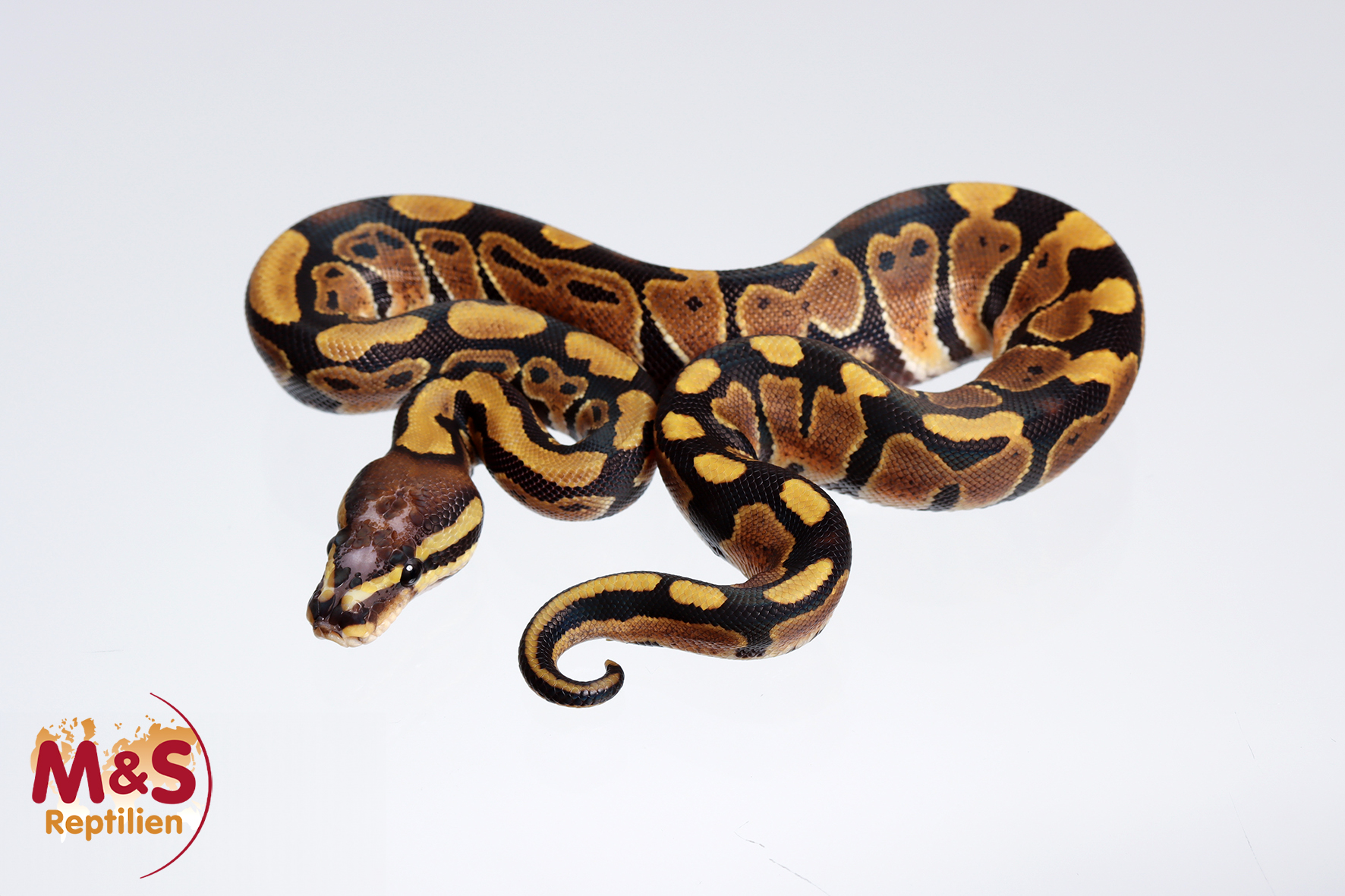 1.0 (Male) Scaleless Head 100% doppel hetero Ultramel Albino  Königspython NZ´M&S´24 Python regius