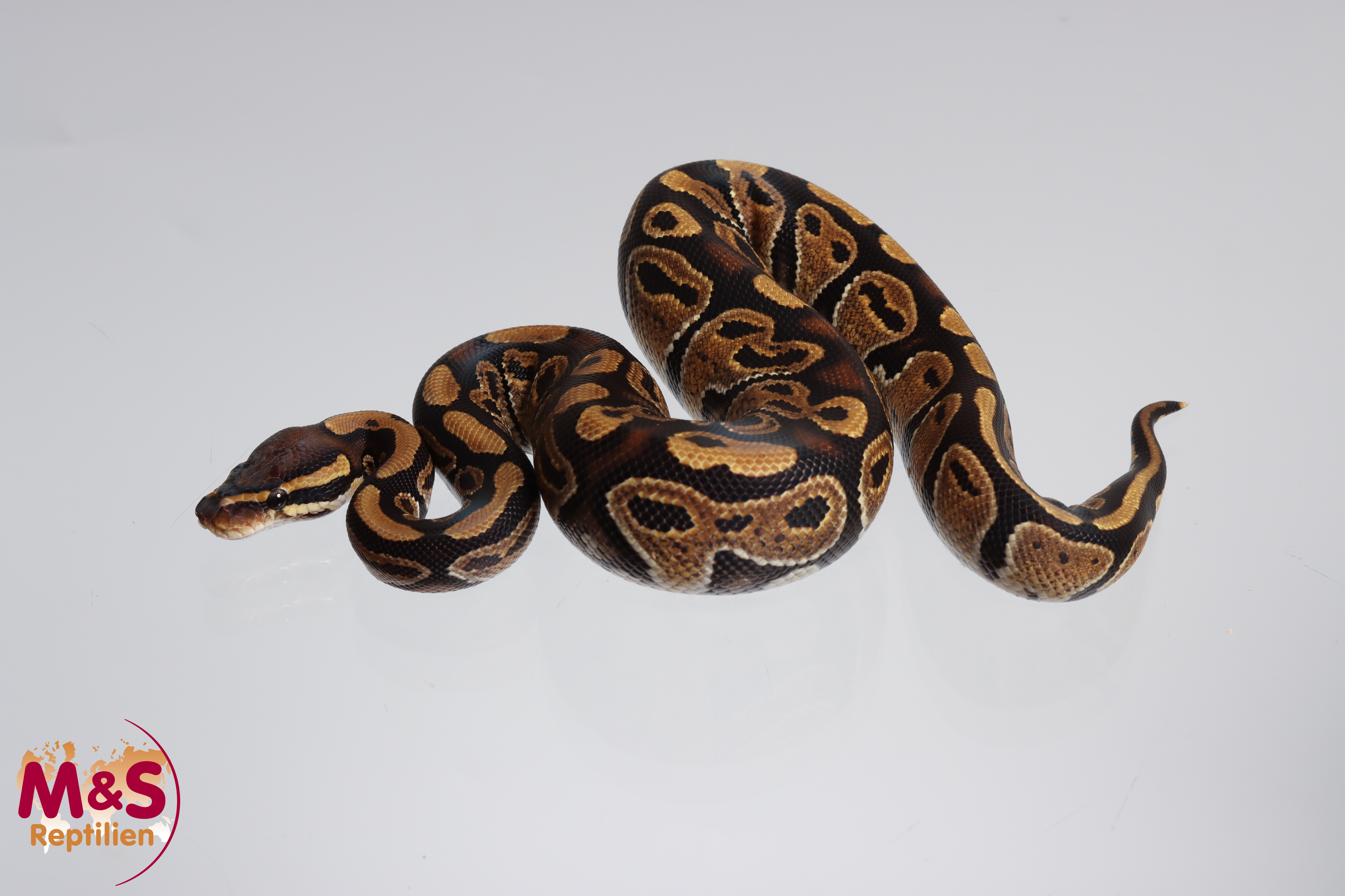 1.0 (Male) Enchi 100% hetero Sunset Königspython NZ´M&S´24 Python regius
