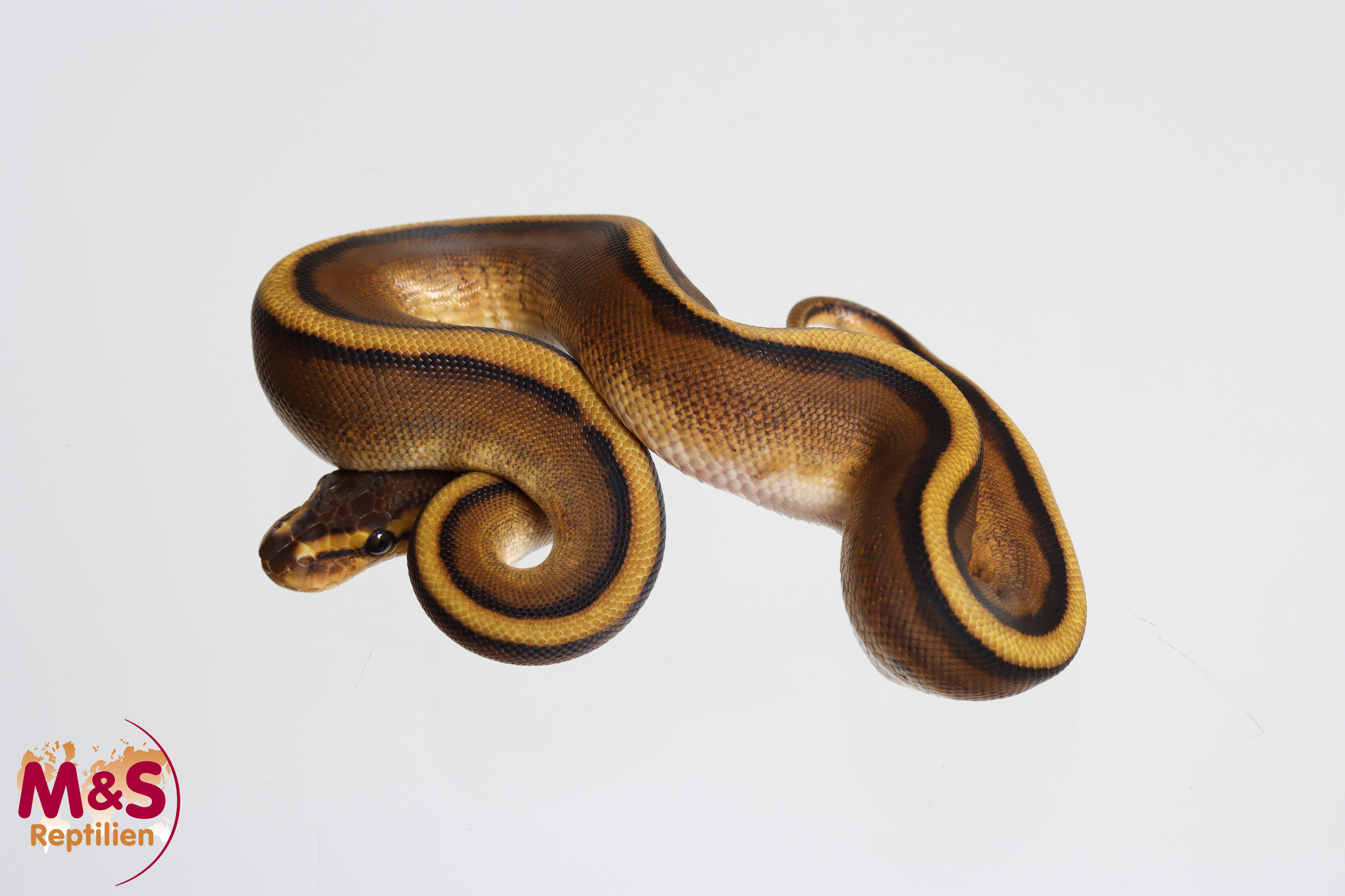 1.0 (Male) Genetic Stripe Königspython NZ' M&S 26 Python regius