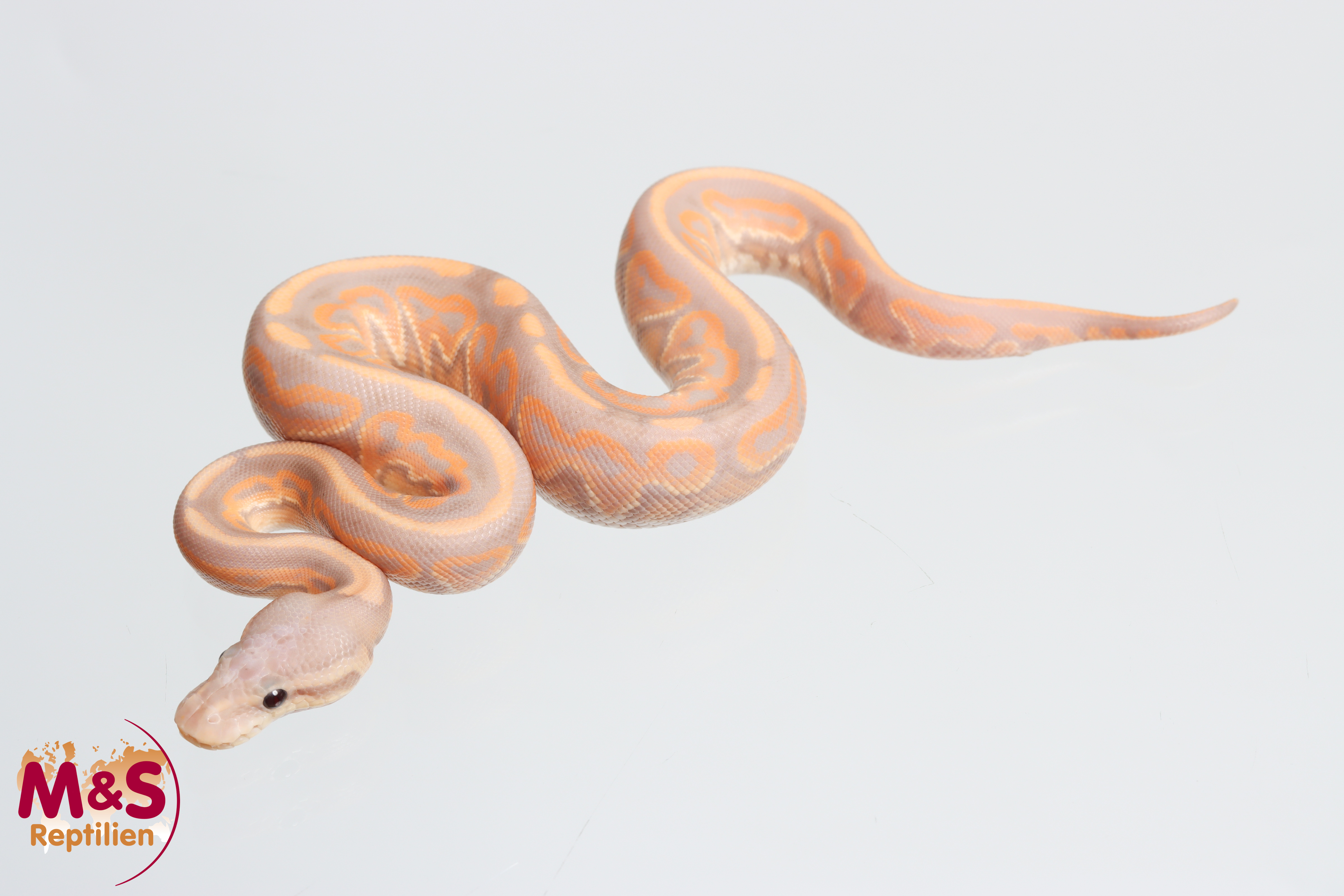 0.1 (Female) CoralGlow - Cinnamon - 100% het. Clown 50% poss. het. Piebald NZ´M&S´26 Python regius