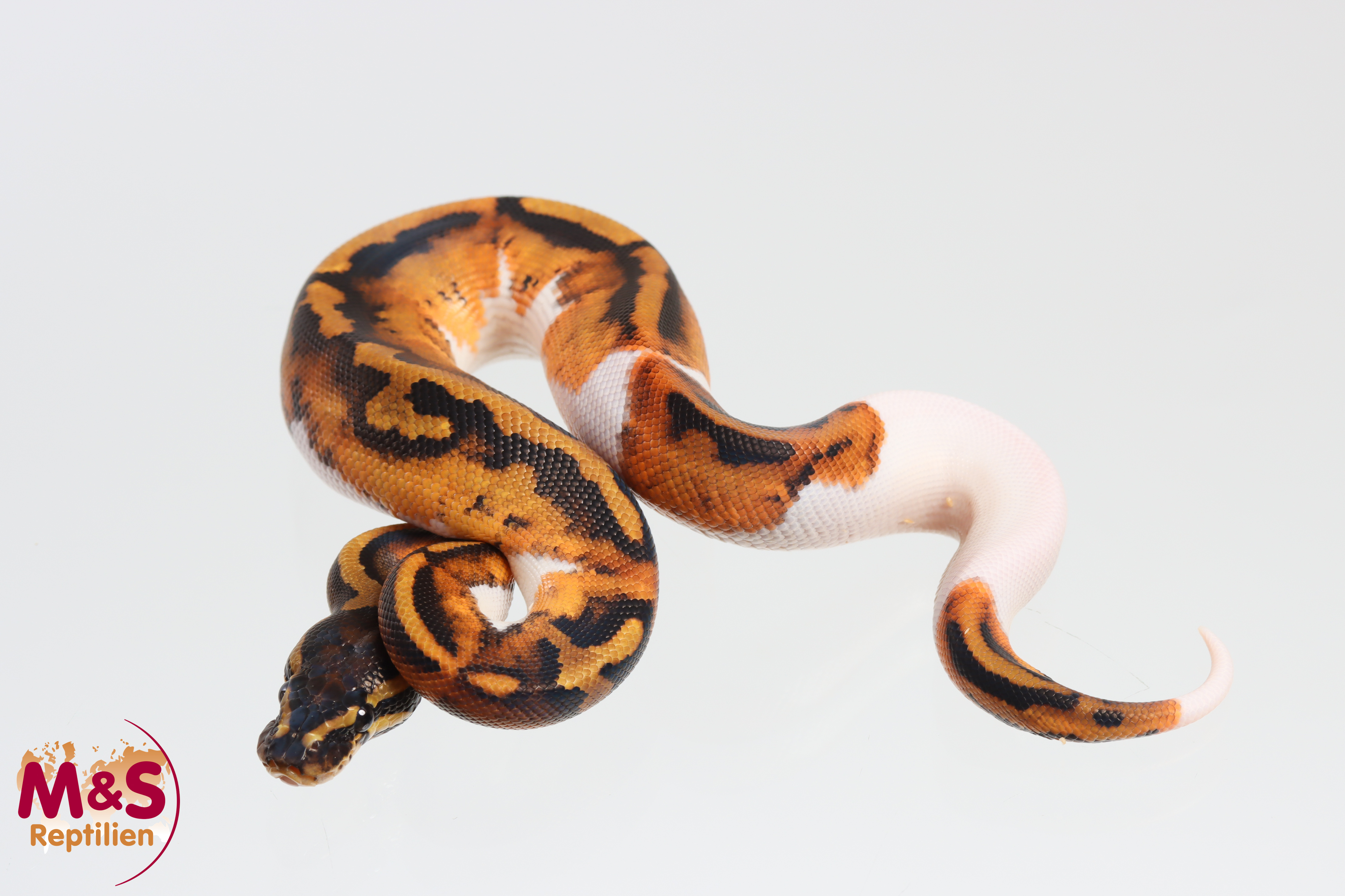 0.1 (Female) Piebald poss. Gene X poss. Leopard poss.YB Königspython NZ´M&S´26 Python regius