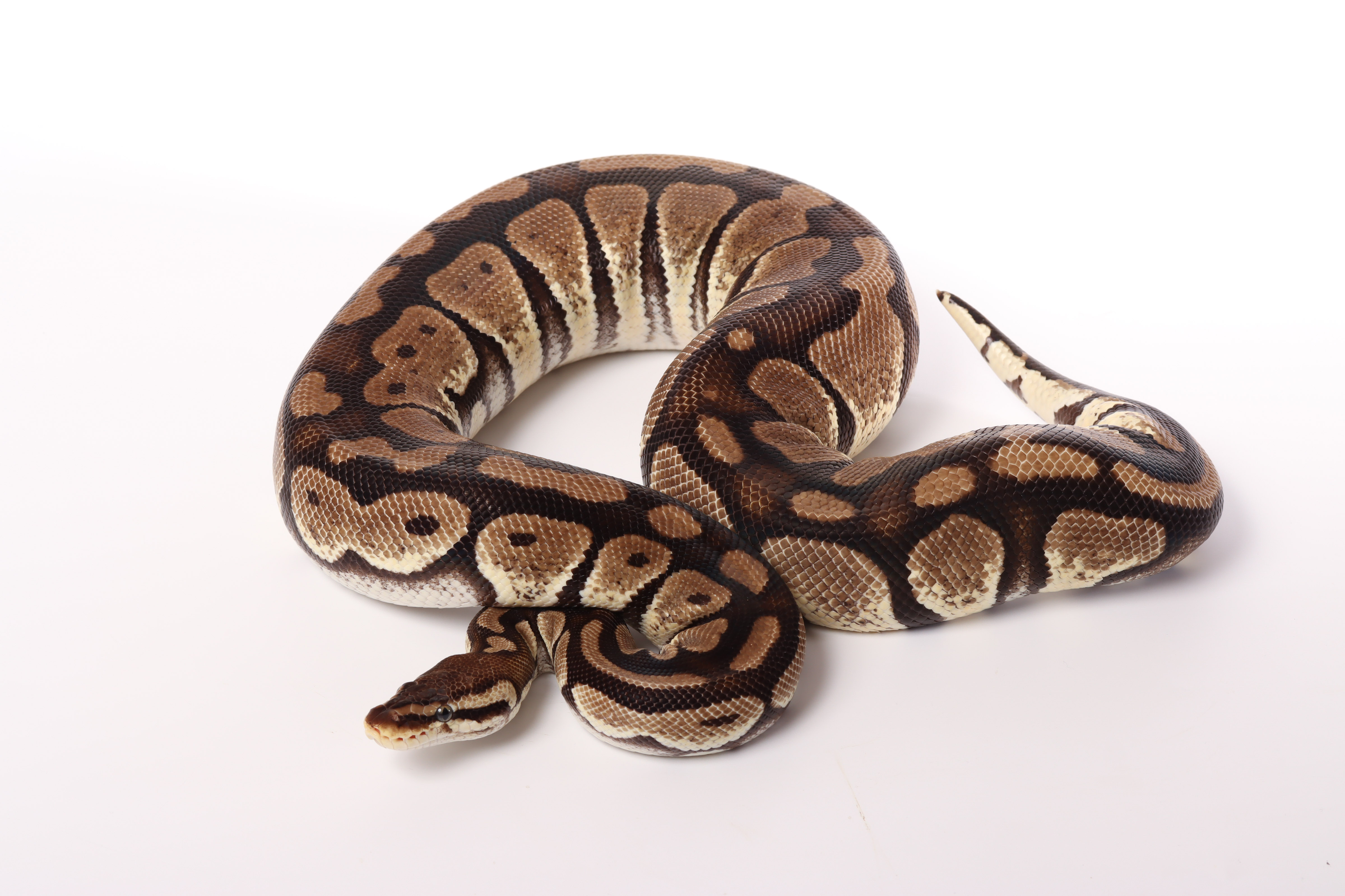0.1 (Female) Pastel - 100% Doppel Hetero Albino - Gen.Stripe Königspython NZ´M&S´13 Python regius