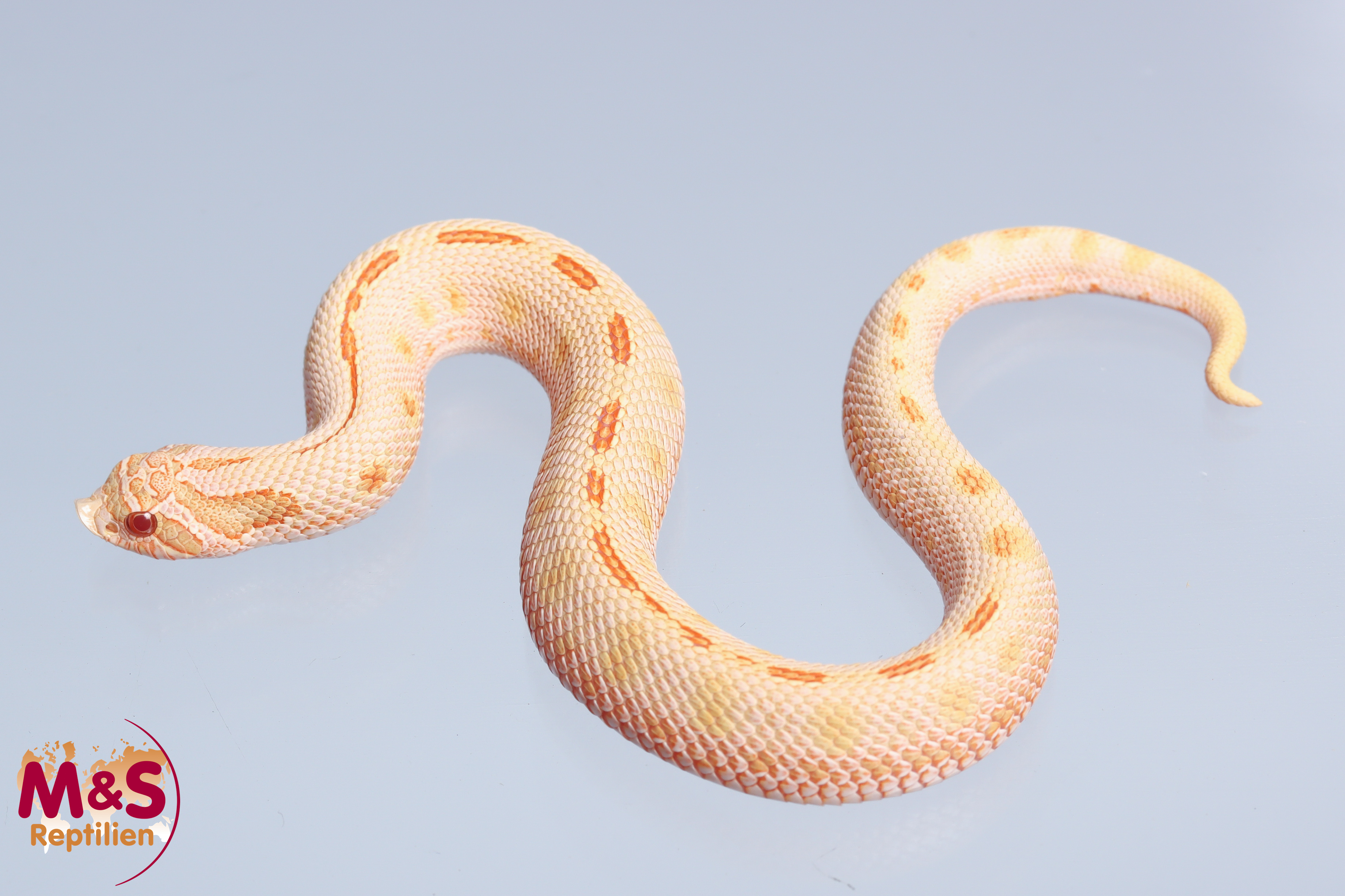 1.0 (Male) Hakennasennatter "Toffeeglow Conda Striped" NZ´25 (ca. 20cm) Heterodon n. nasicus