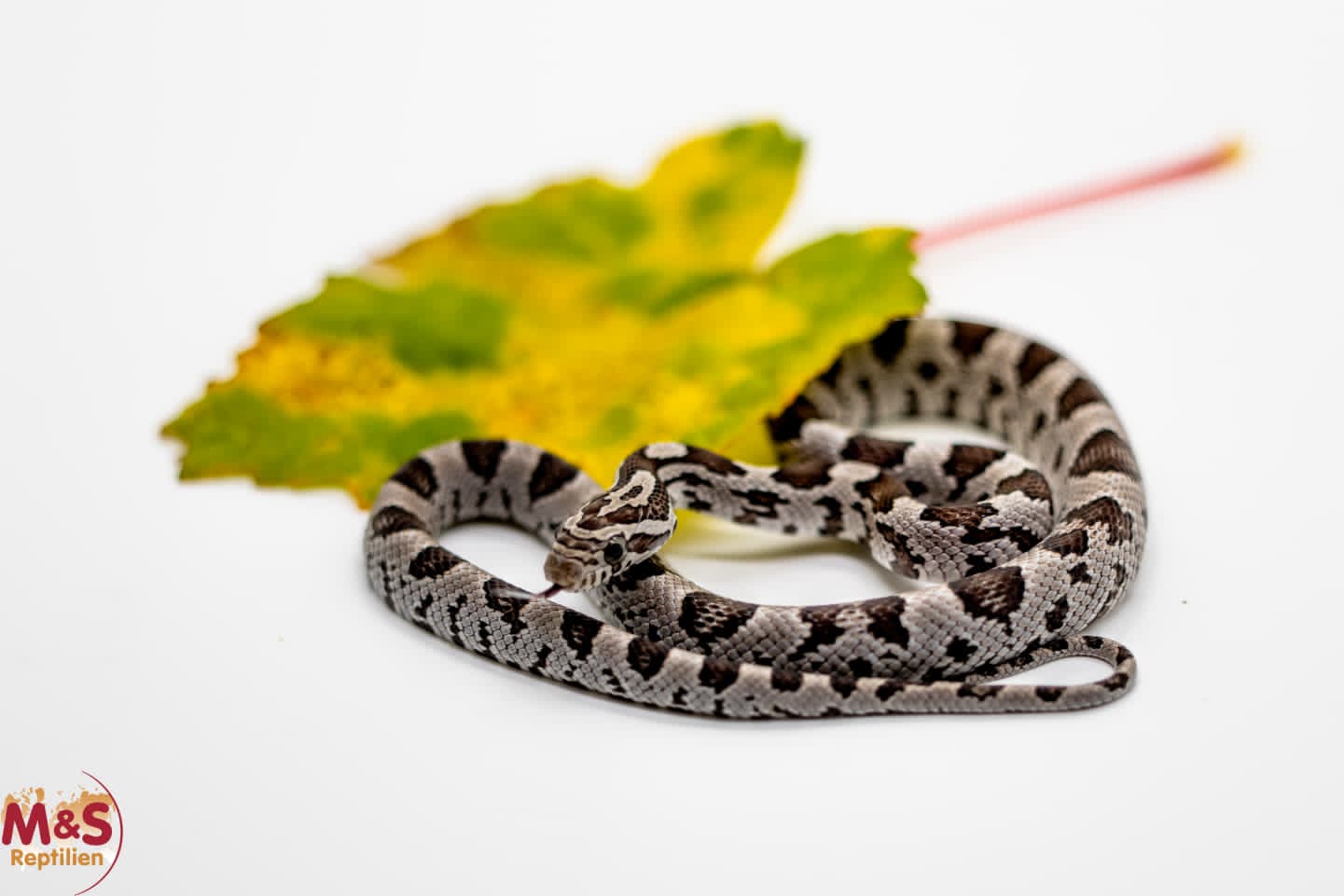 Anery (Black) Kornnatter NZ´25 (ca. 30cm) Pantherophis guttatus