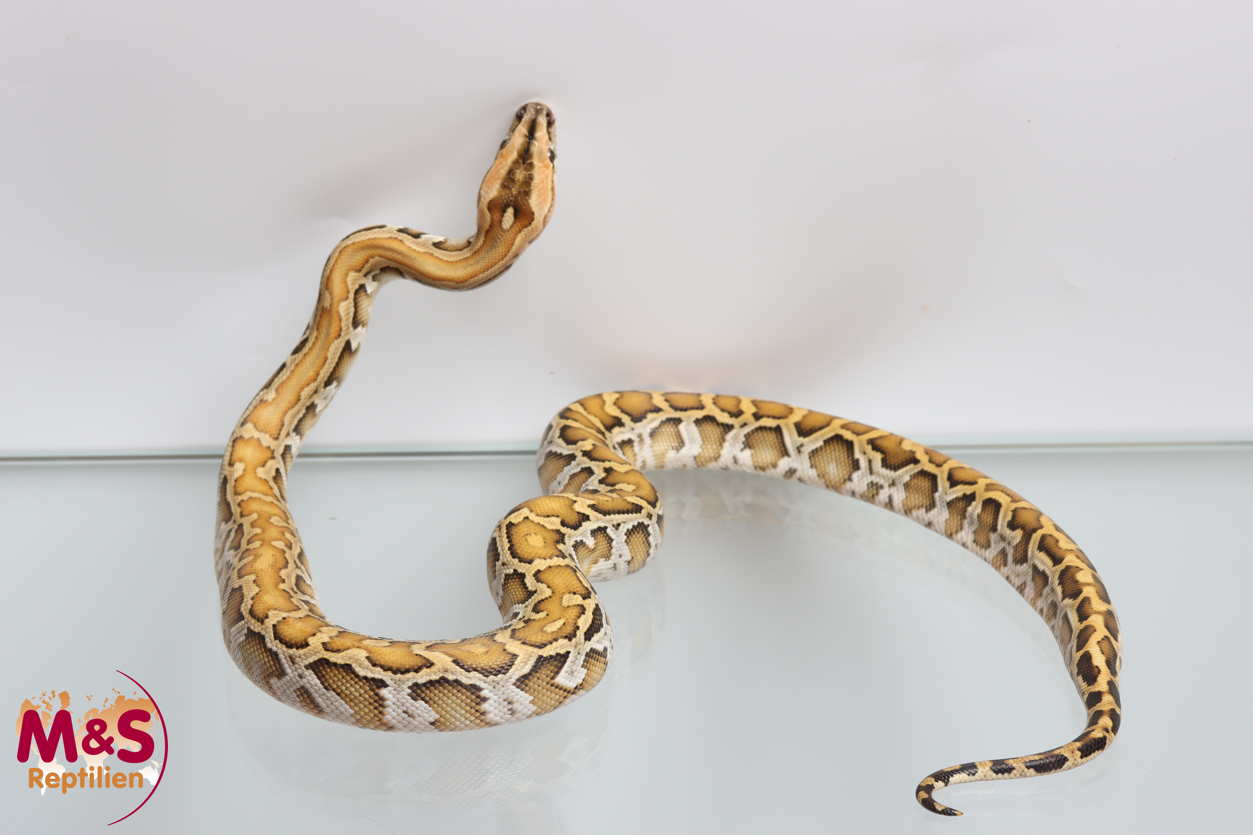 0.1 (Female) Champagne 50% het Caramel Labyrinth AlbinoTigerpython NZ'25 (ca.80-90 cm) Python bivittatus (Originalbild)