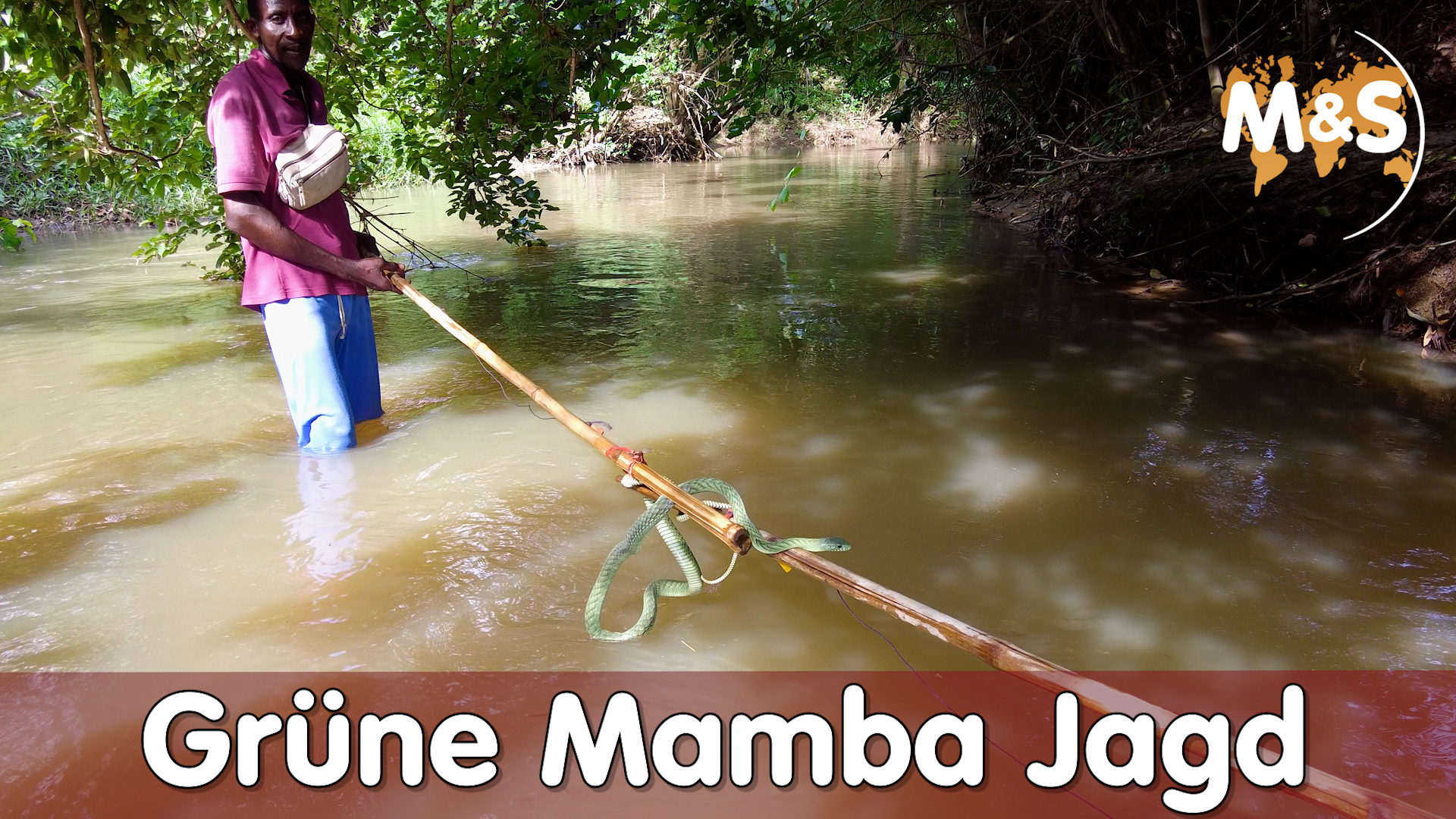 Grüne Mamba Jagd im Fluss von Togo | Afrika 2021 | Reptil TV