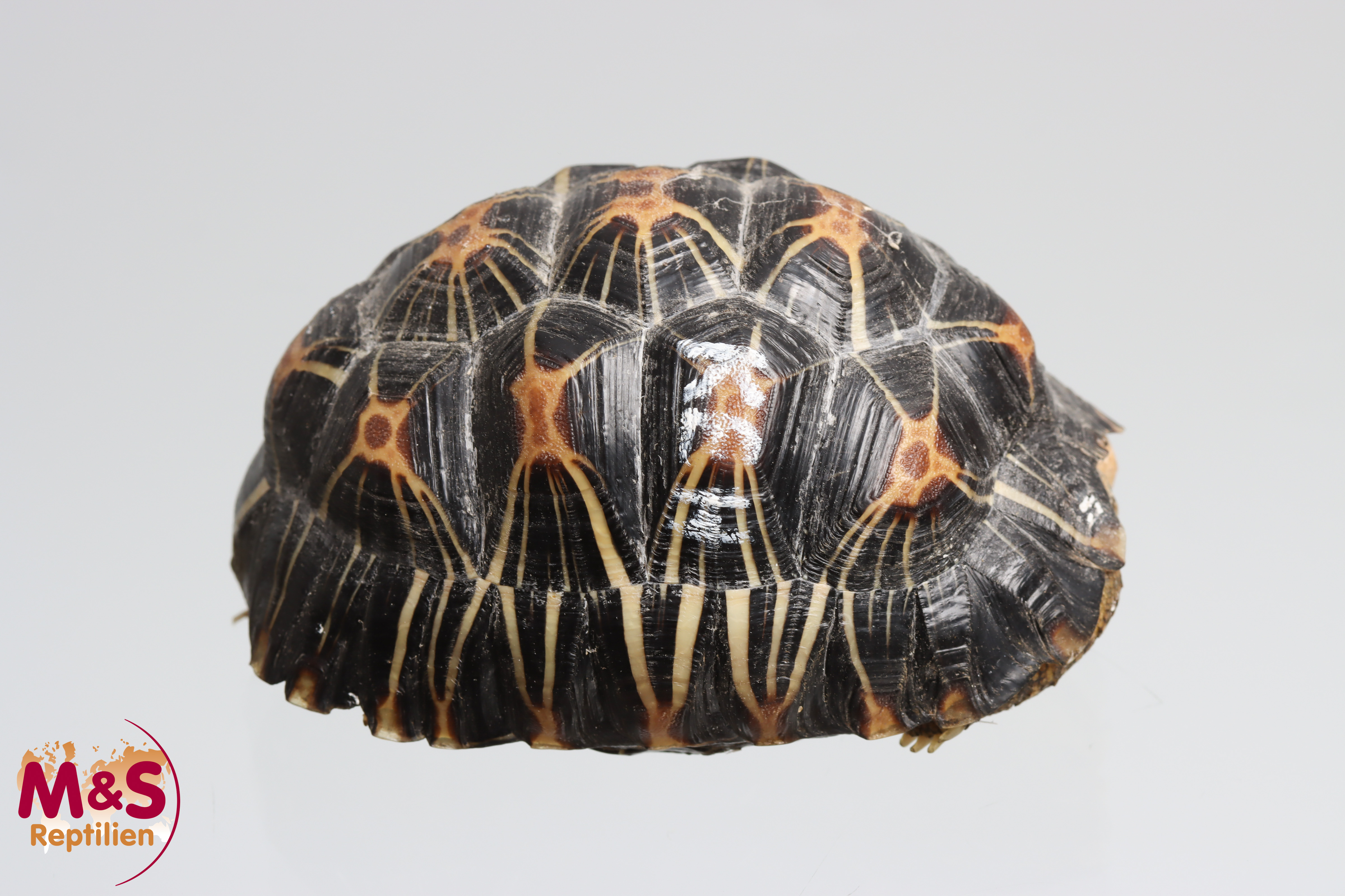 Strahlenschildkröte NZ´23 (ca.10,5cm/270g) Astrochelys radiata