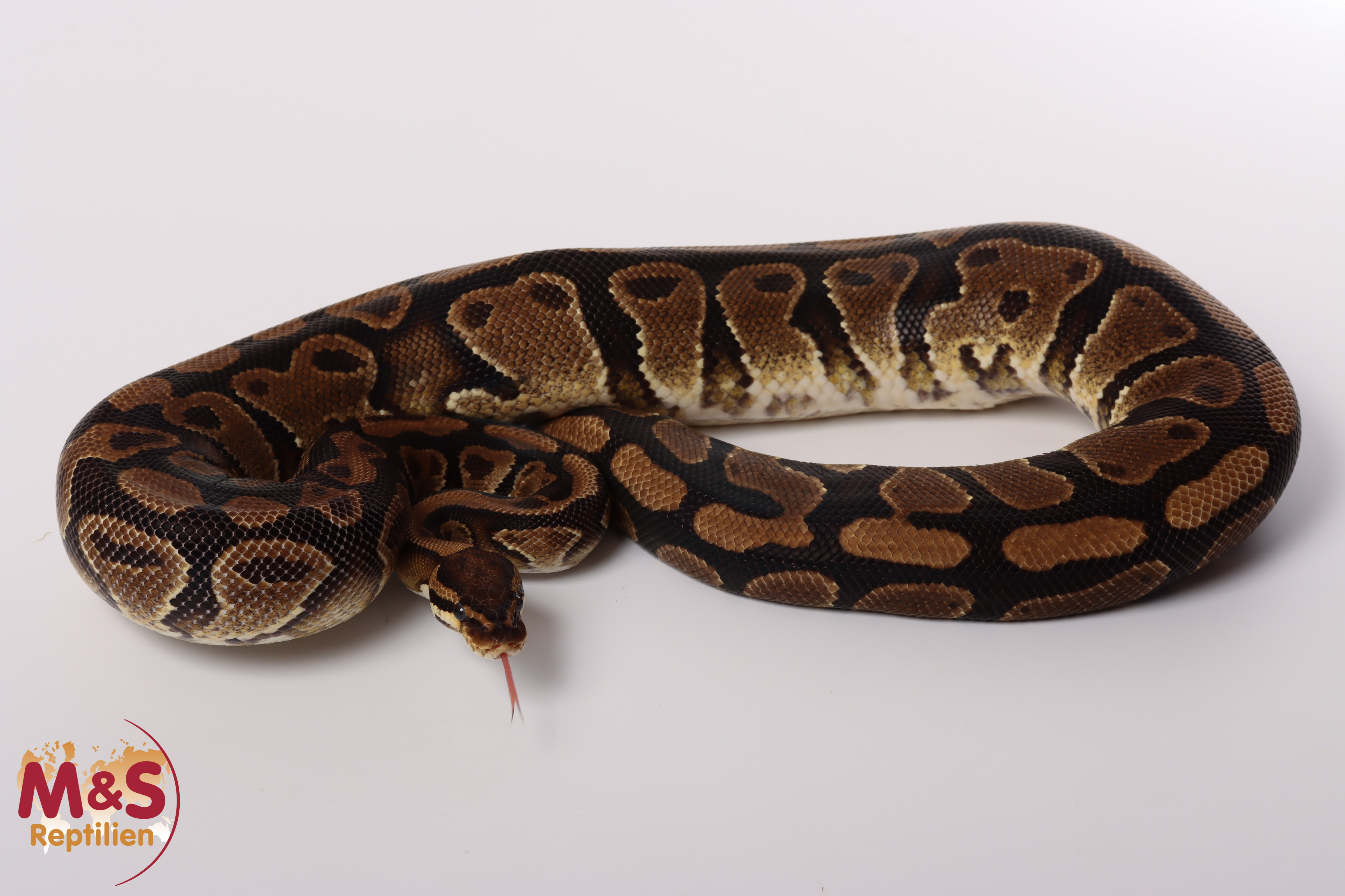 0.1 (Female) 100% hetero Albino Poss. Gravel KönigspythonNZ´M&S´16 Python regius