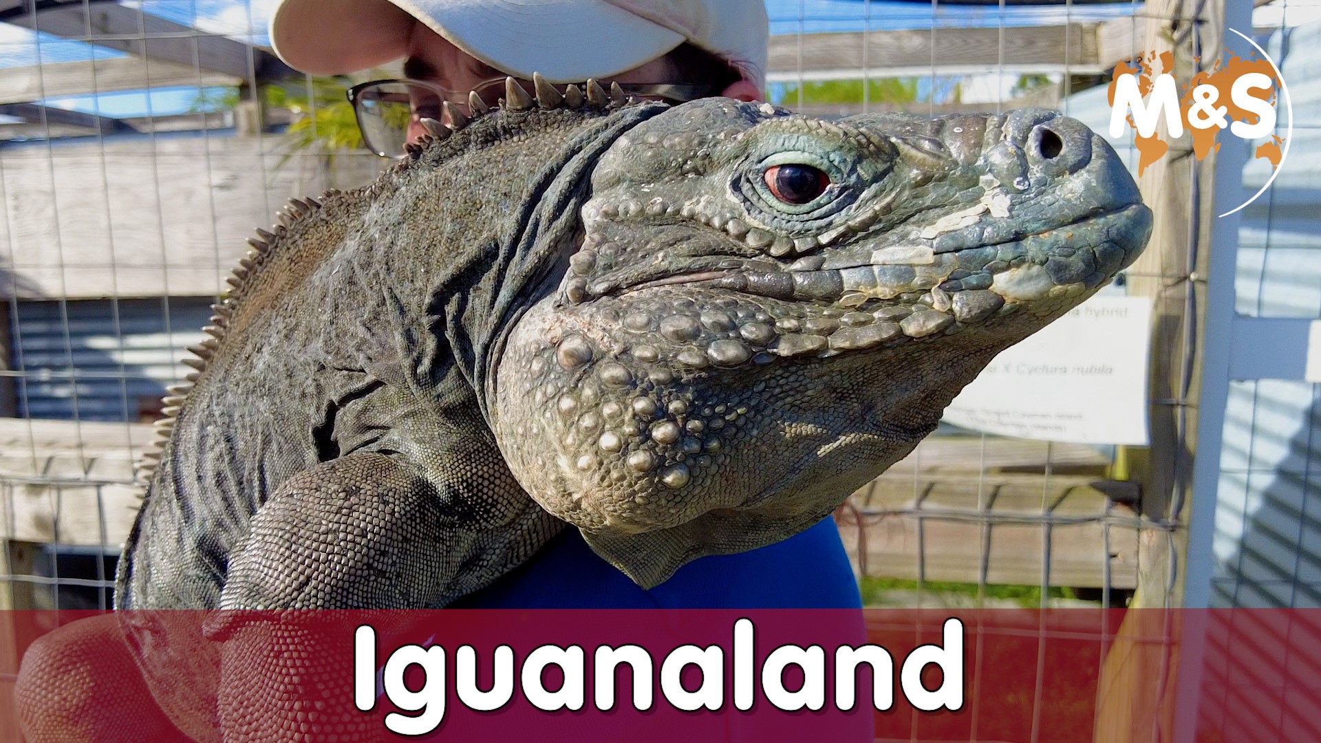 Größter Reptilien Zoo der Welt – Iguanaland Florida