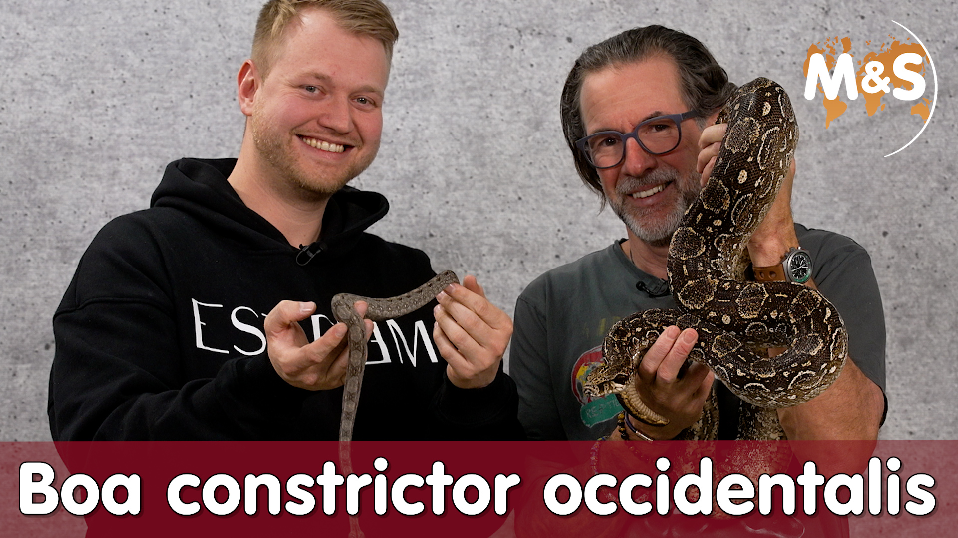 Boa Constrictor Occidentalis: Eine wesentliche Anleitung für Züchter und Enthusiasten