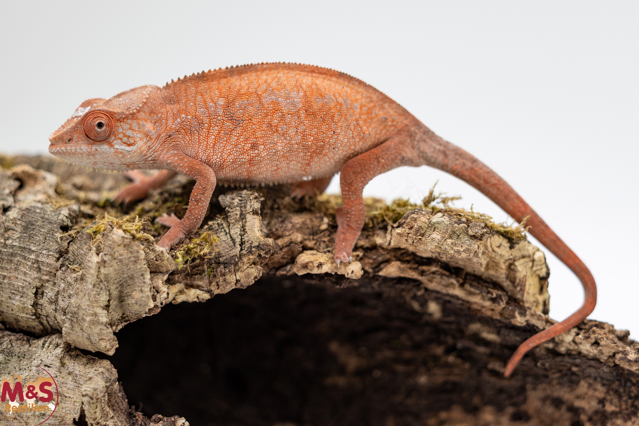 0.1 (Female) 'Ambilobe red' Pantherchamäleon NZ´25 (ca. 10 cm Kopf Rumpf Länge) Furcifer pardalis