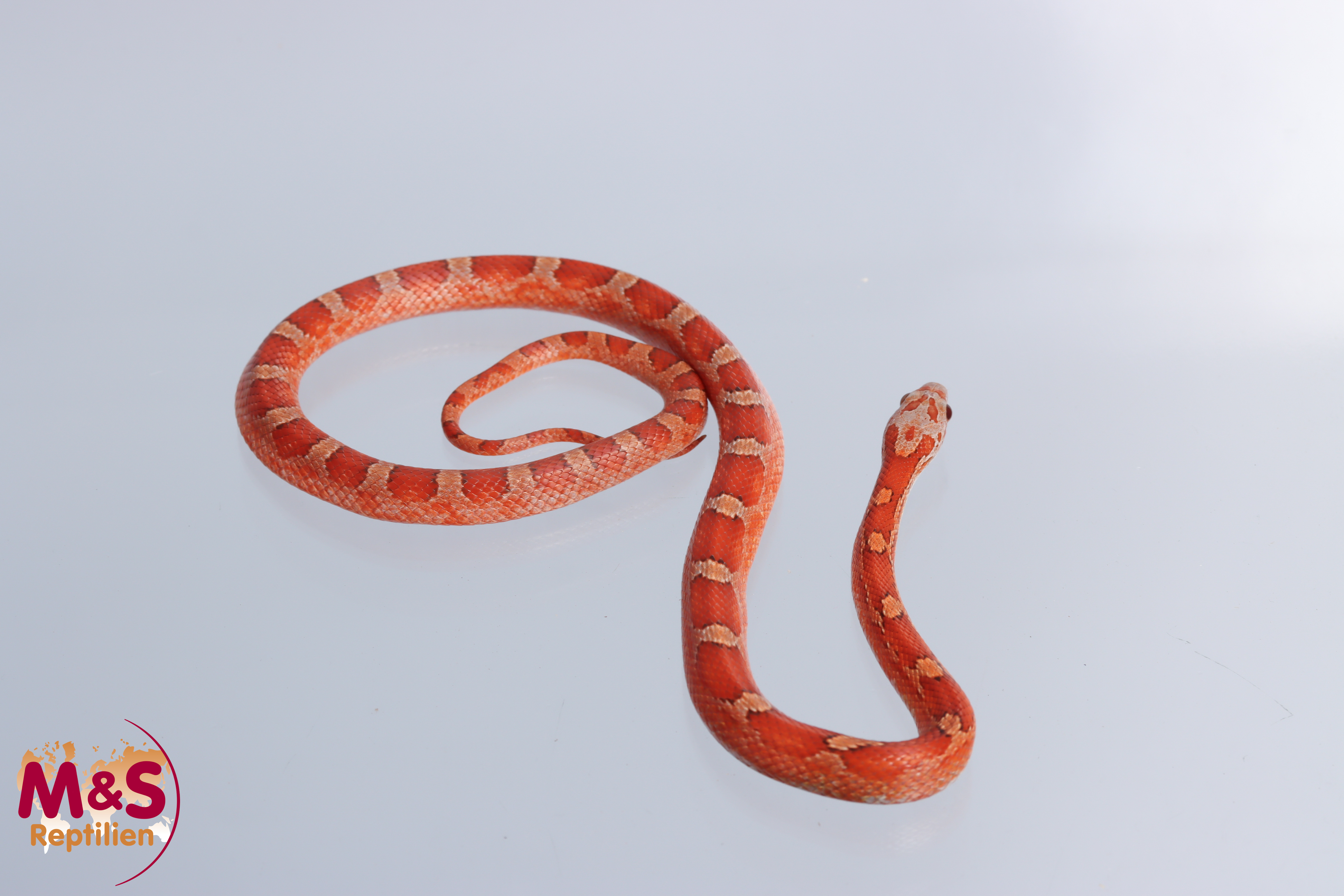 0.1 (Female) Hypo Bloodred Kornnatter ( Ice Blood x Hypo Pewter)  NZ'25 ( ca.30 cm ) P.guttatus