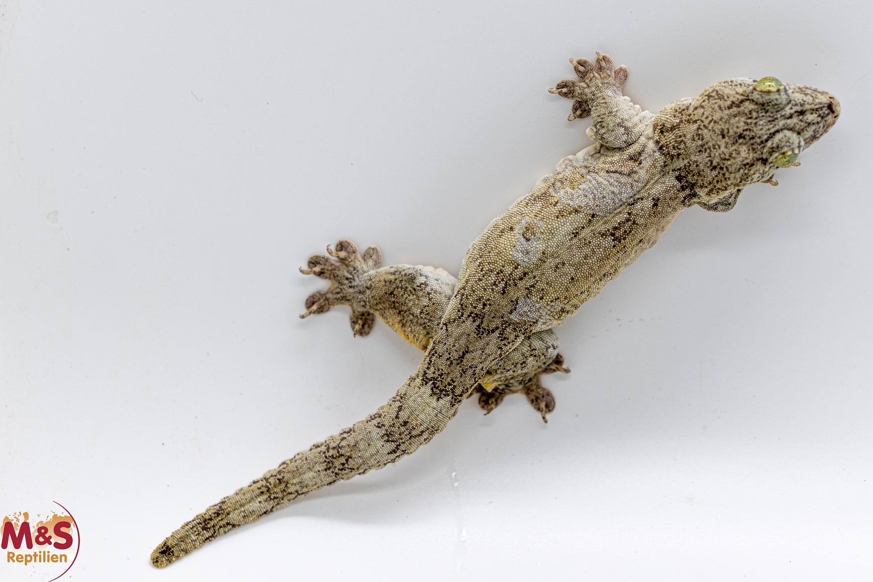 0.1 (Female) Halmahera Riesengecko NZ´24 (adult) Gehyra marginata