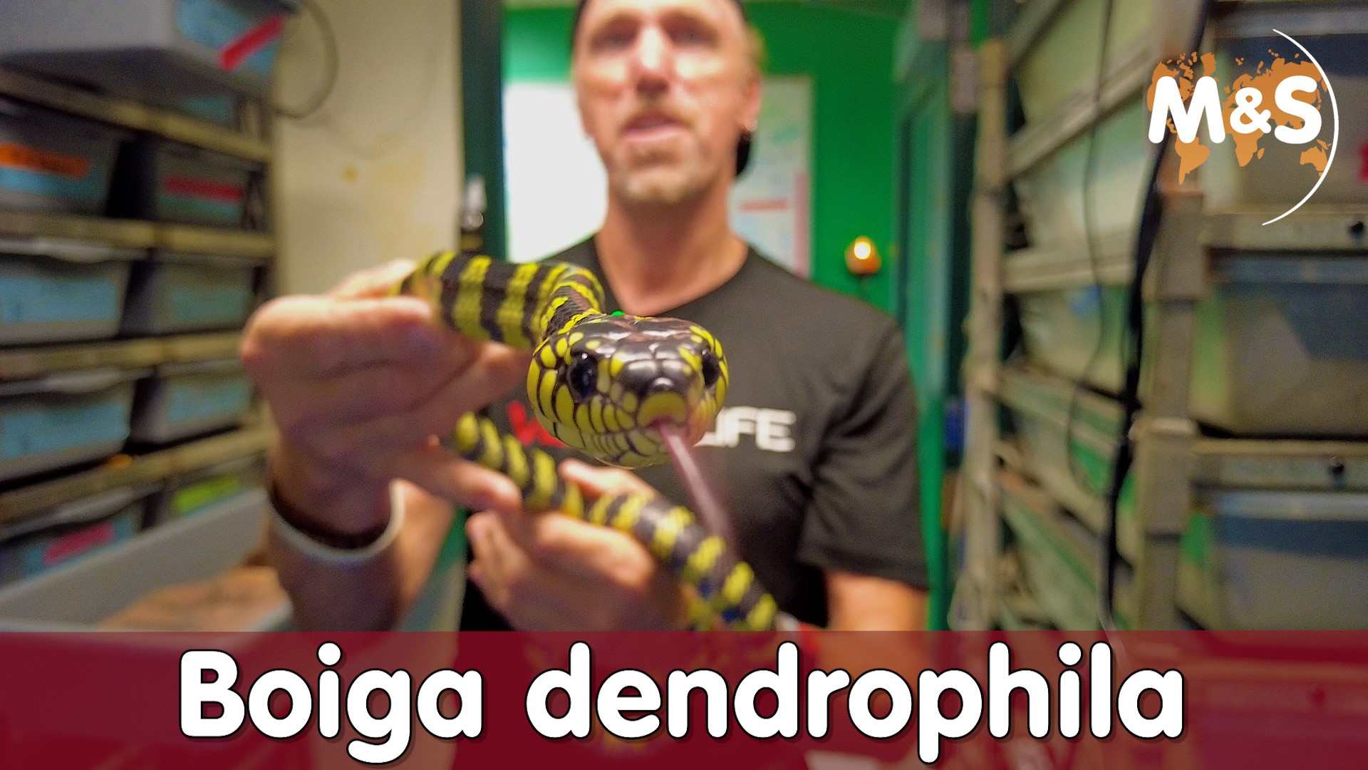 Mangroven Nachtbaumnatter | Boiga dendrophila