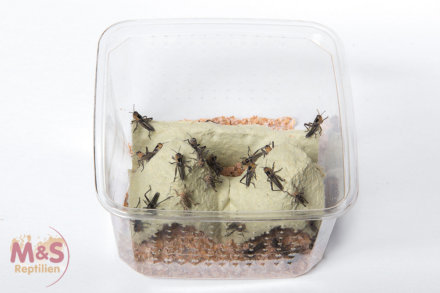 Wüstenheuschrecken klein (Schistocerca gregaria) Futterinsekten