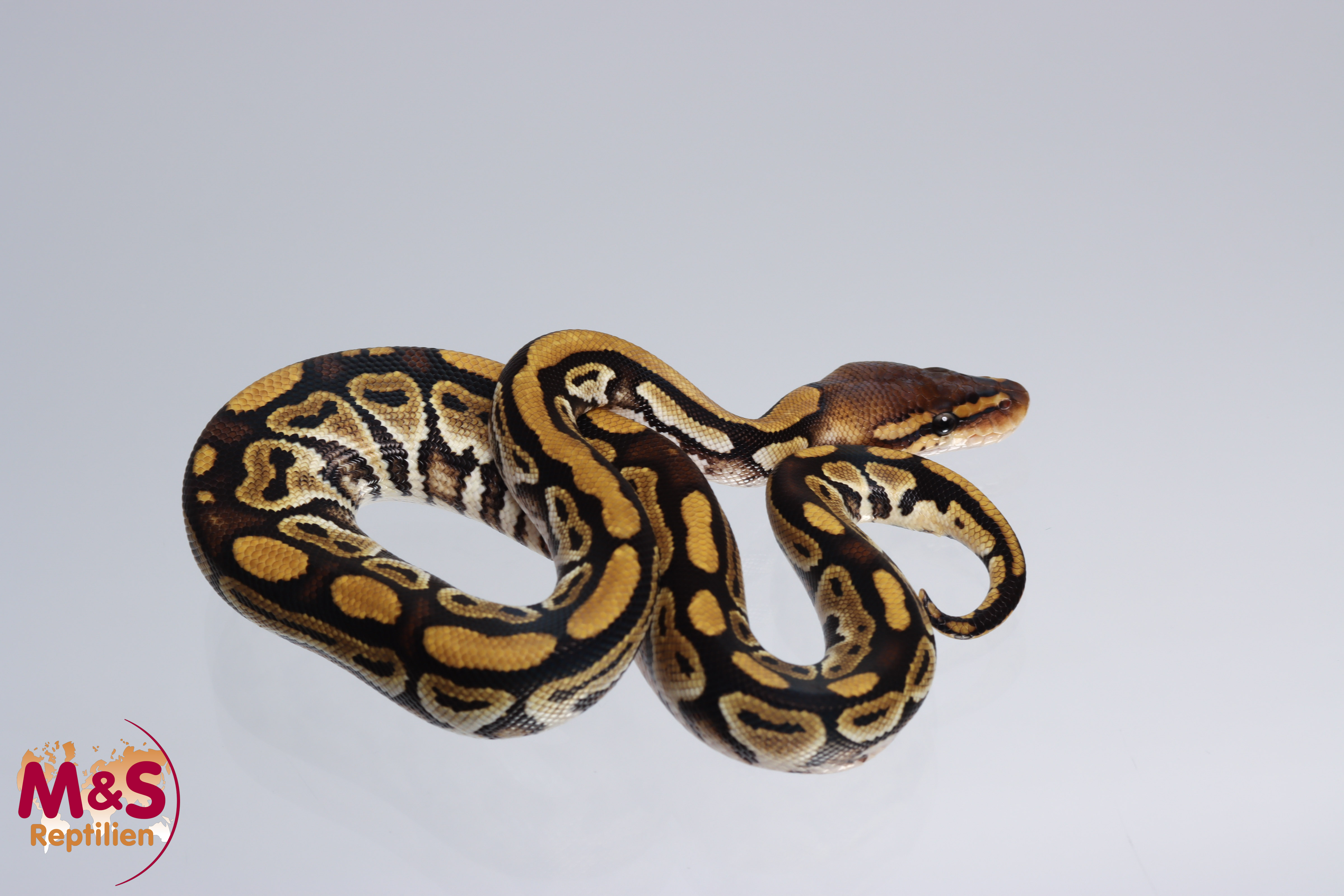 1.0 (Male) Bongo 100% hetero für Clown Königspython NZ´M&S´22 Python regius