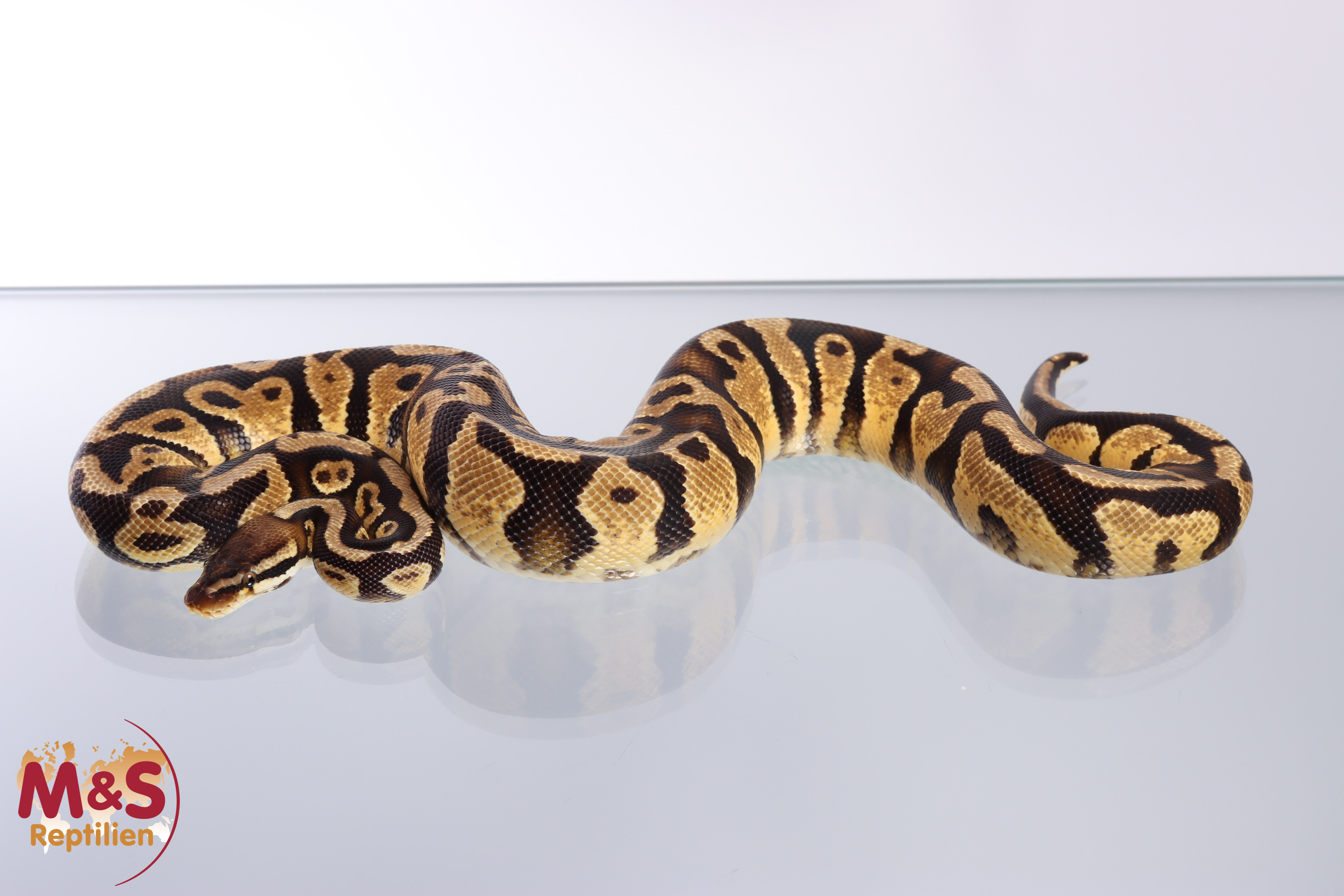 1.0 (Male) Gravel Pastel Königspython NZ´M&S´19 Python regius