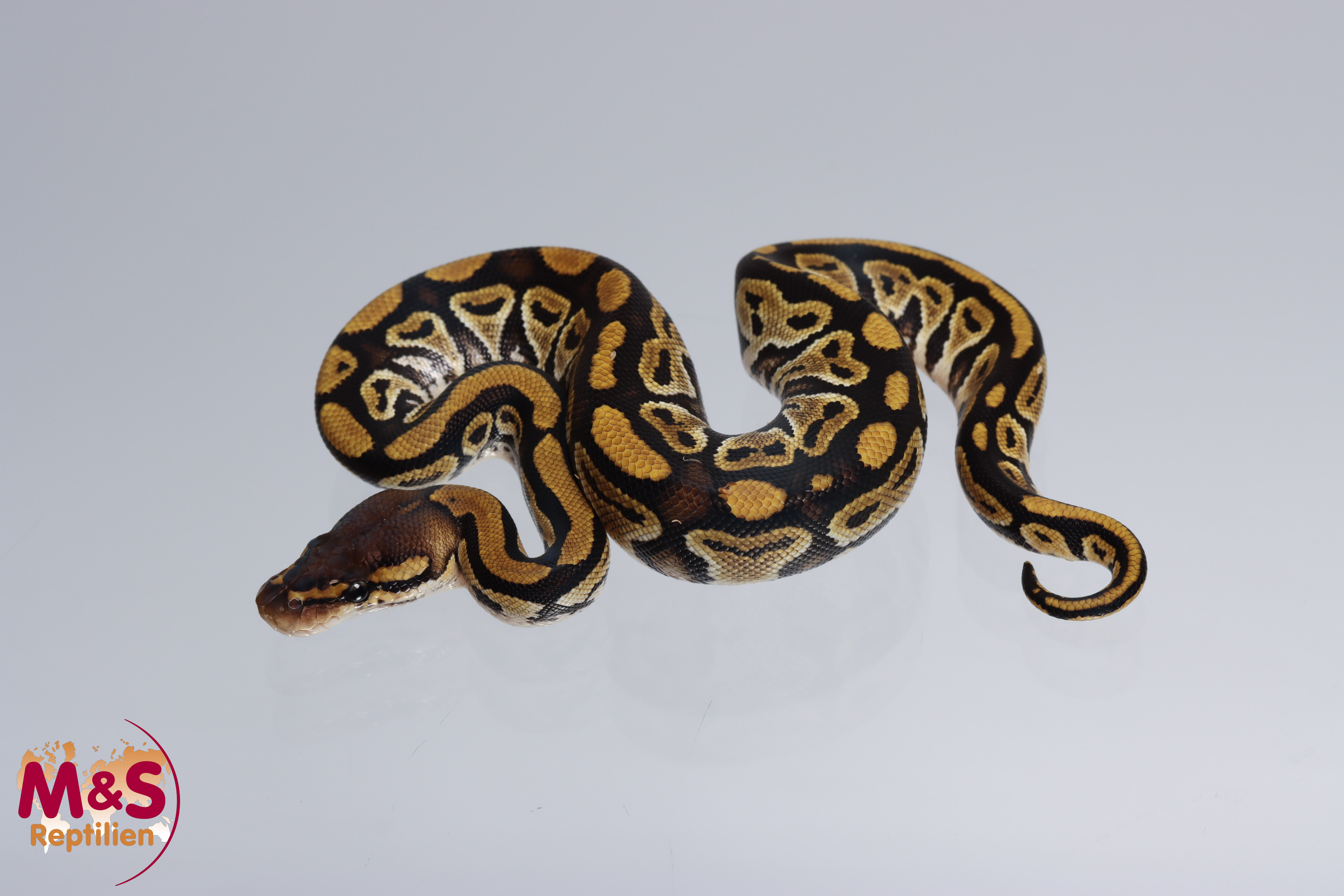 0.1 (Female) Bongo 100% hetero für Clown Königspython NZ´M&S´22 Python regius