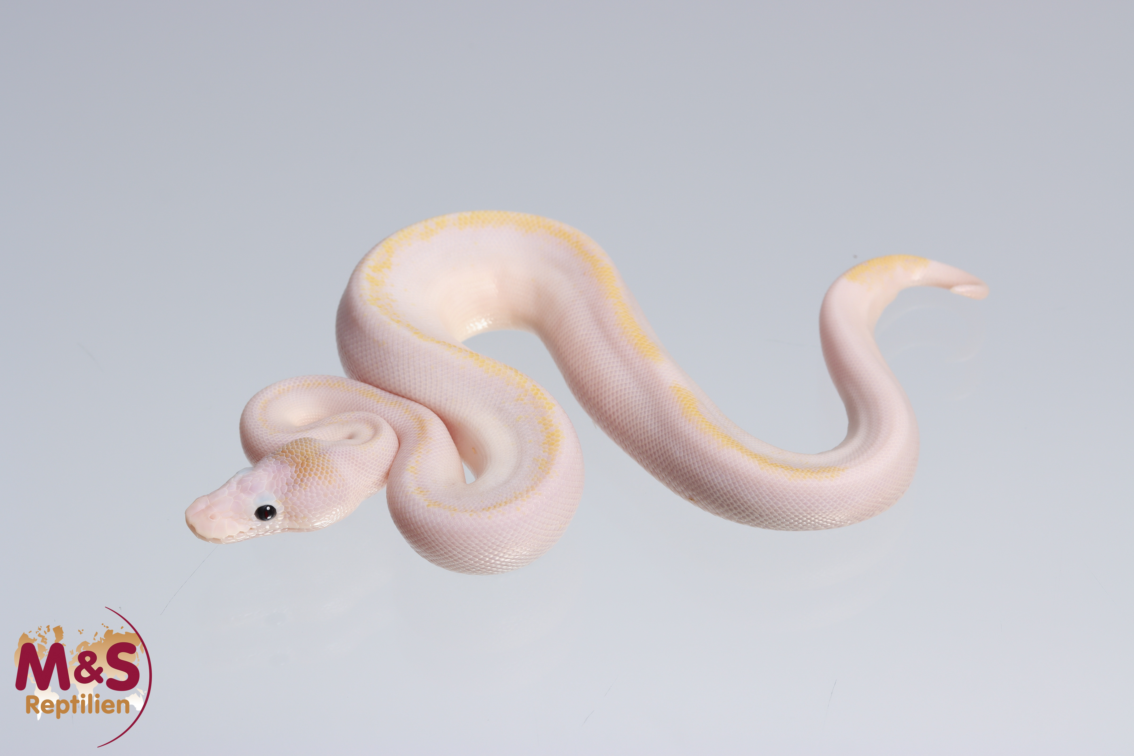 1.0 (Male) Highway (Gravel - Yellowbelly) - Champagne Königspython NZ´M&S´22 Python regius