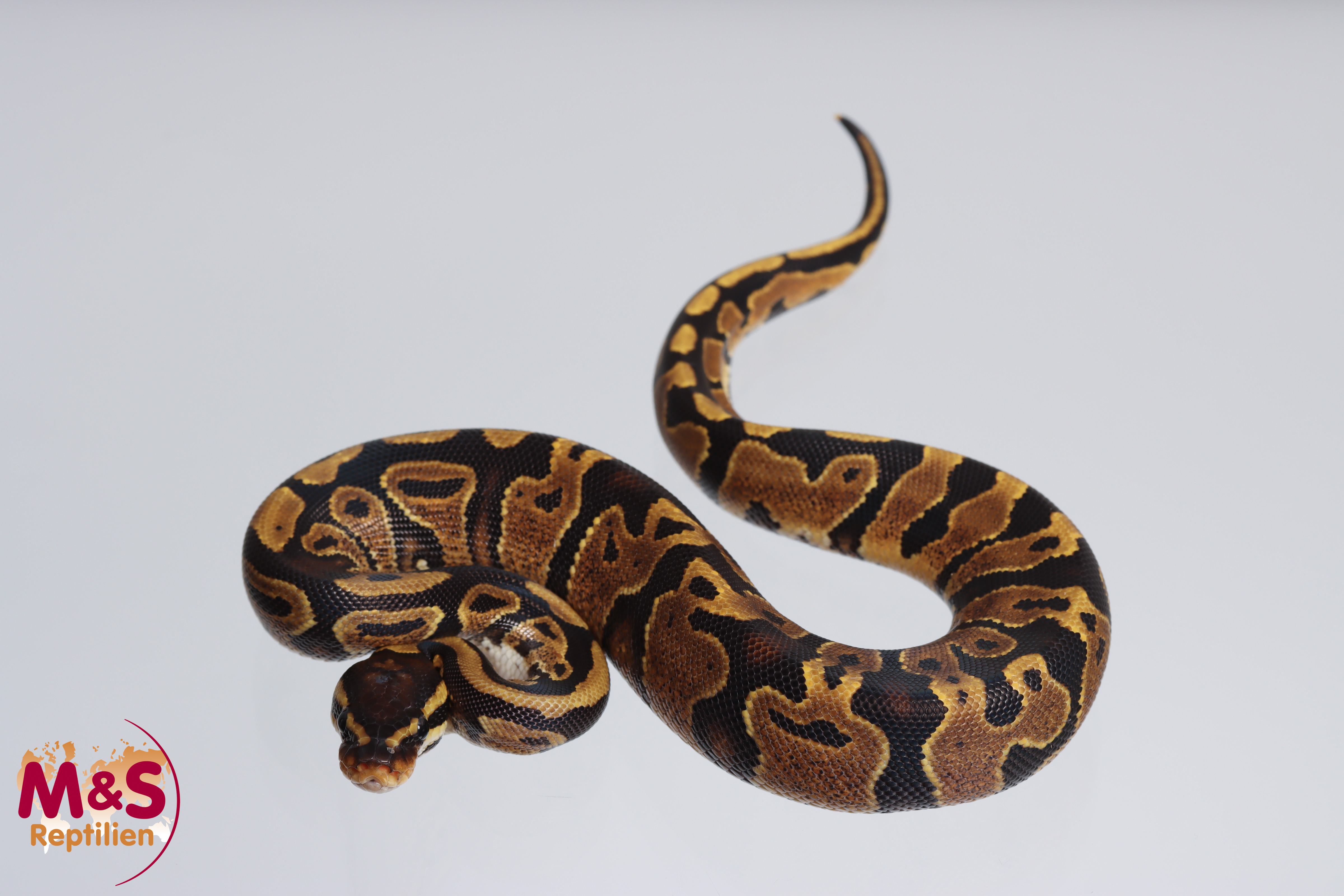 0.1 (Female) poss. Gravel Königspython NZ´M&S´23 Python regius