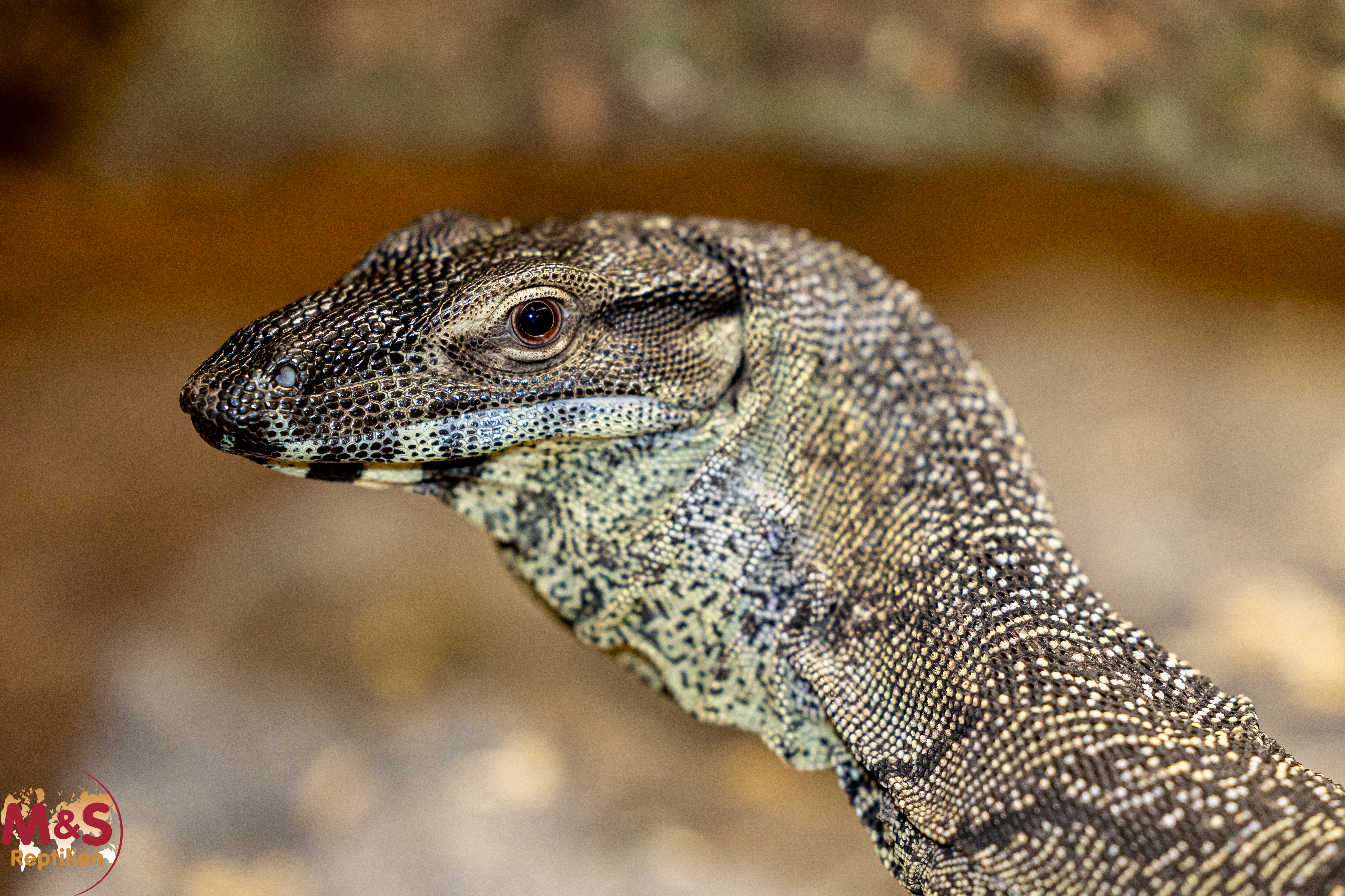 0.1 (Female) Buntwaran (ca. 120cm) Varanus varius NZ´22