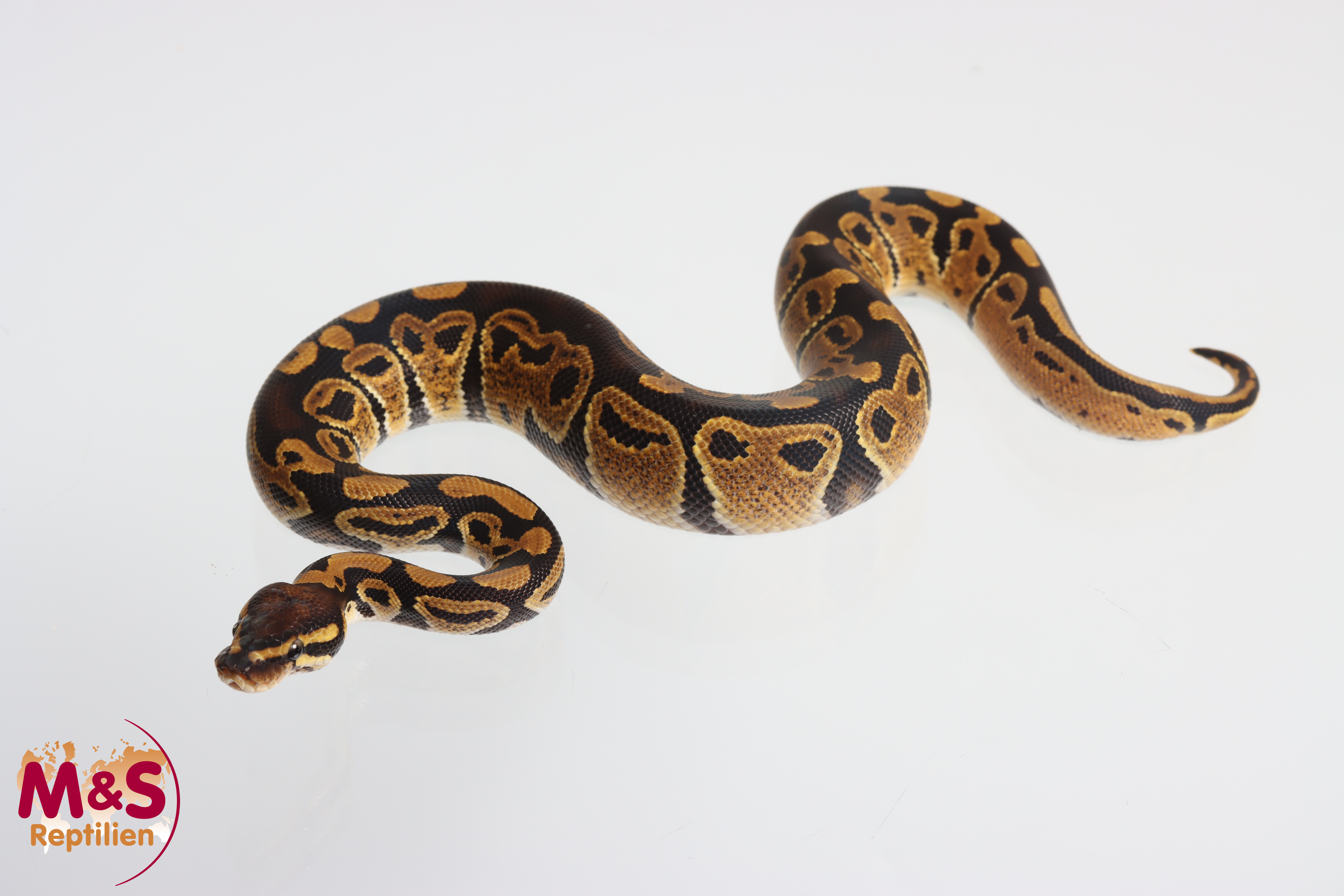 1.0 (Male) 66% poss. het. Clown Piebald Lavender Königspython NZ'M&S'25 Python regius