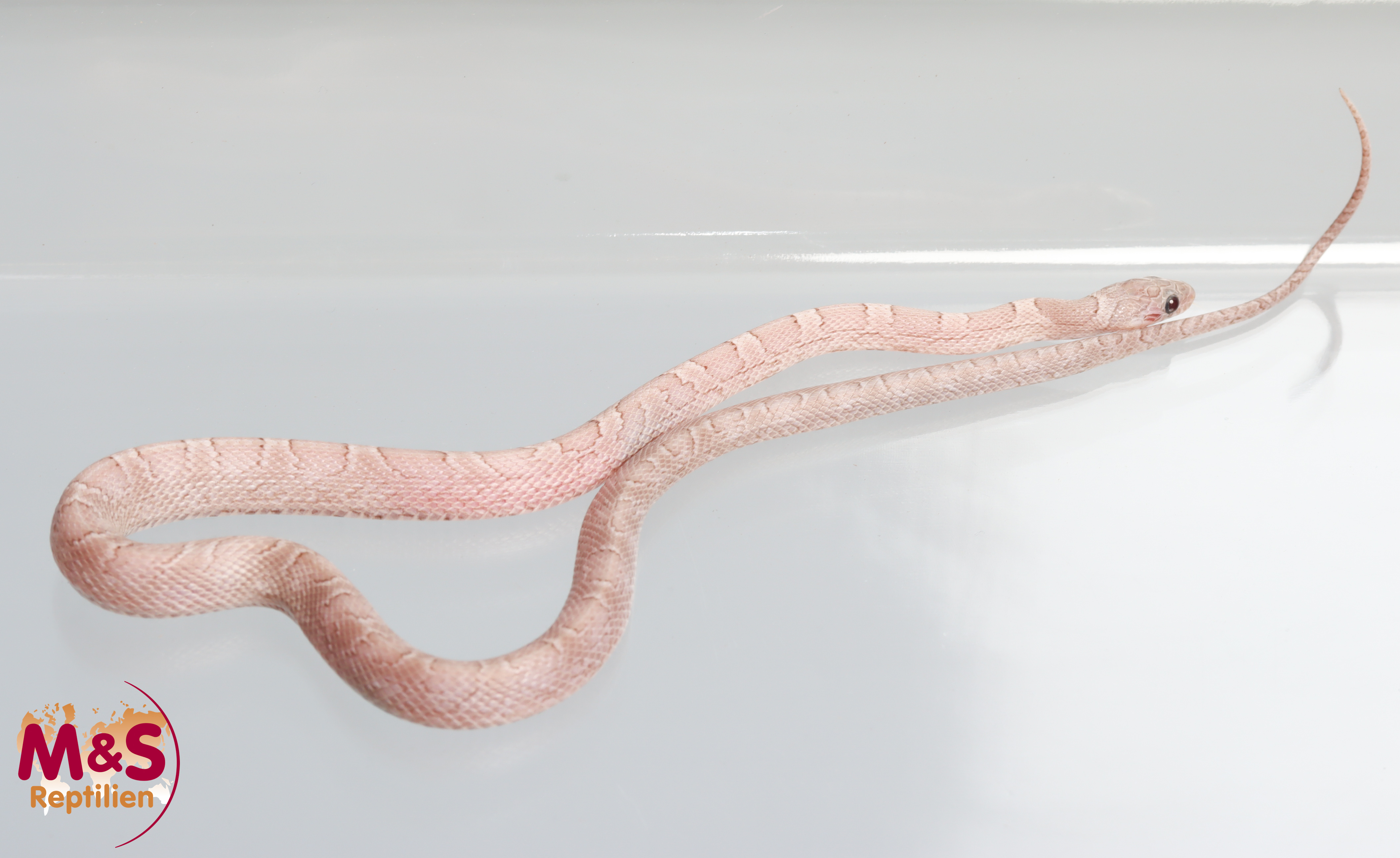 Hypo Sunkissed Pewter Kornnatter NZ´25 (ca.30 cm) Pantherophis guttatus (Symbolbild)