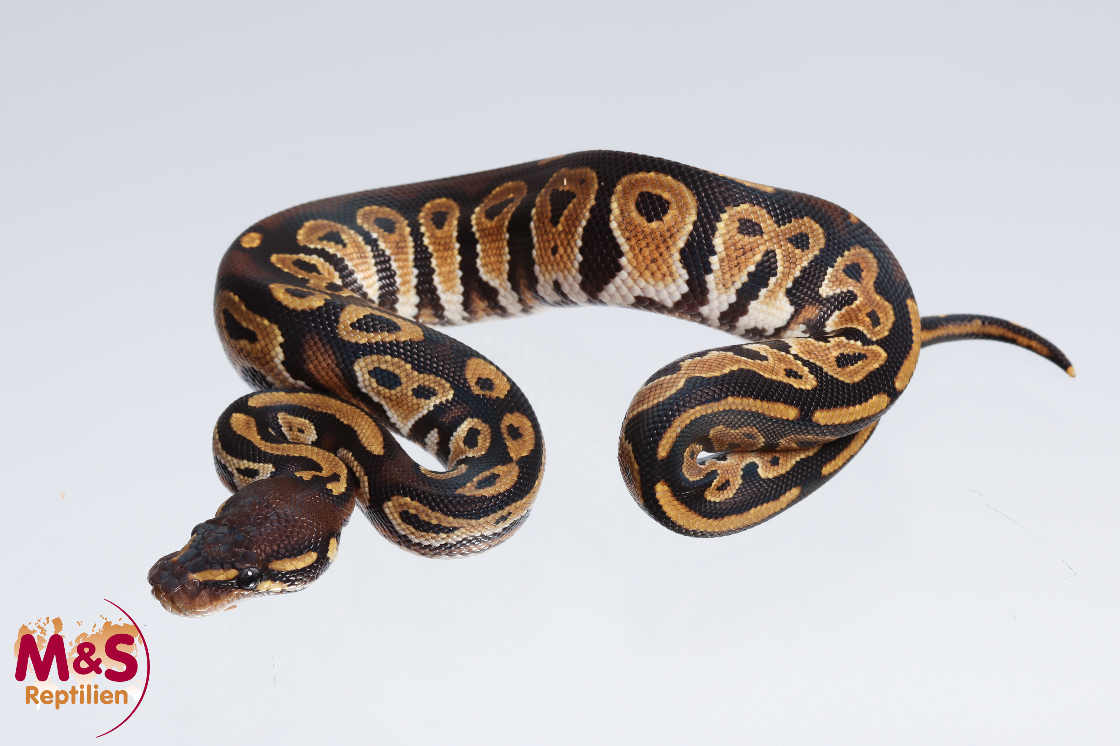 1.0 (Male) Bongo Königspython NZ´M&S´22 Python regius