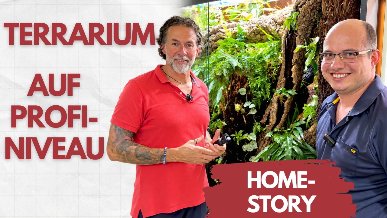 Homestory Teil 2: Aufbau & Bepflanzung auf Profi-Niveau – Ramons Terrarien