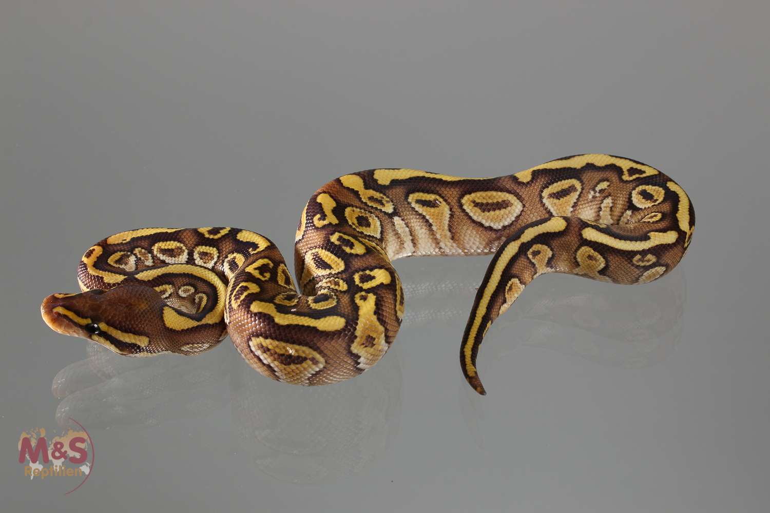 1.0 (Male) Gravel Lesser Königspython NZ´M&S´18 Python regius