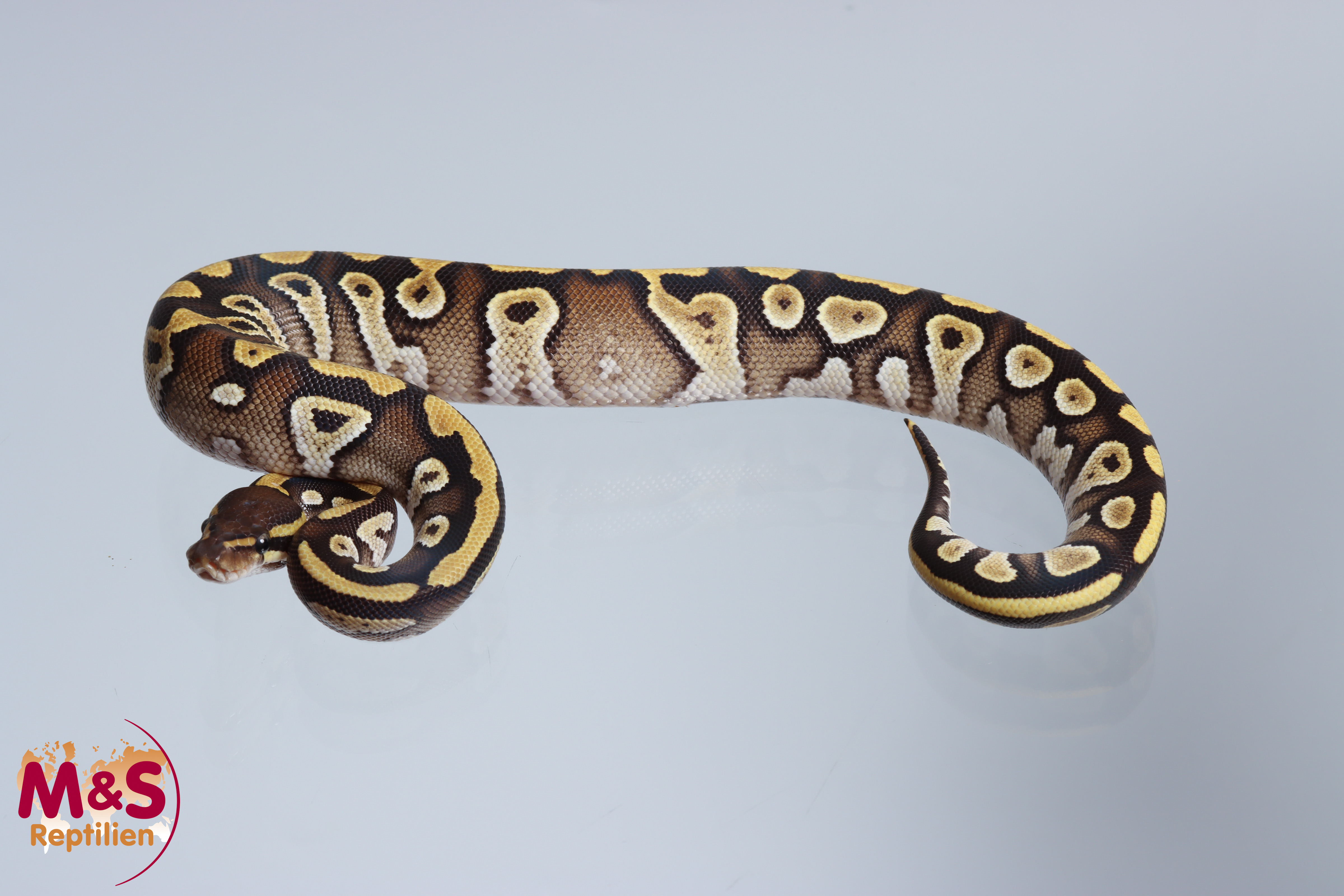 0.1 (Female) Mojave Gravel Königspython NZ´M&S´24 Python regius