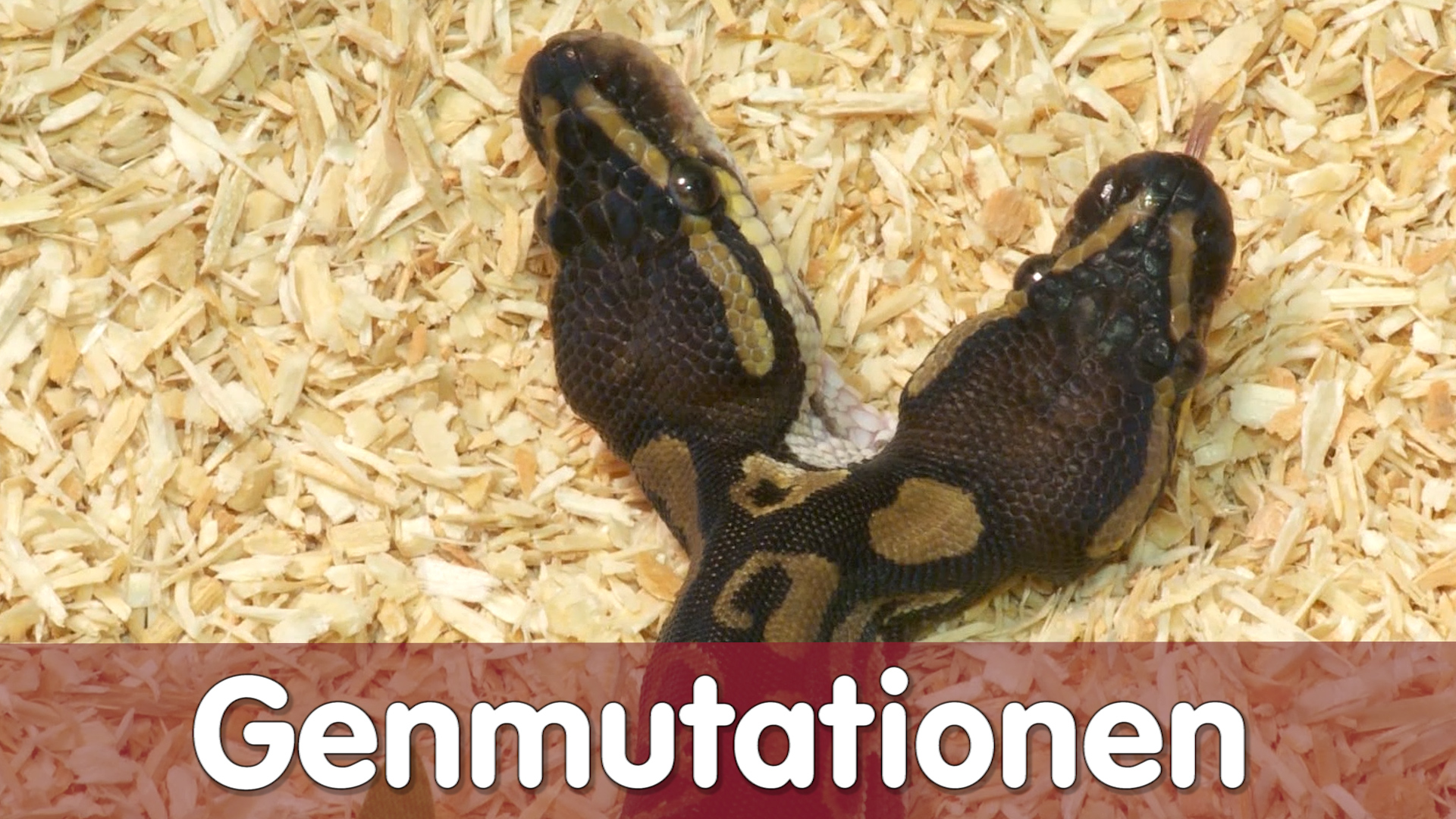 Folge 102 - Genmutationen bei Reptilien