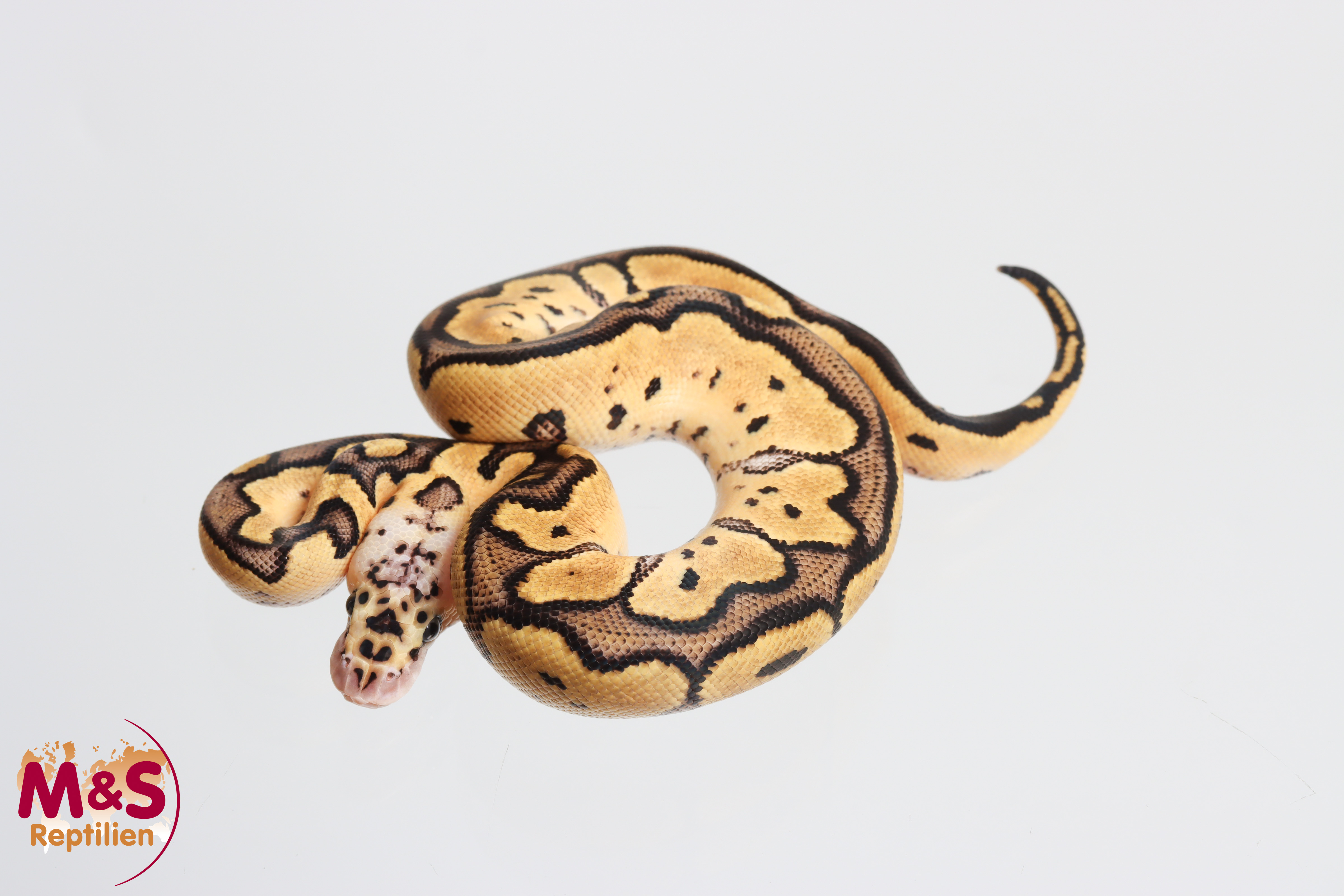 1.0 (Male) Clown-Pastel Königspython NZ' M&S 26 Python regius