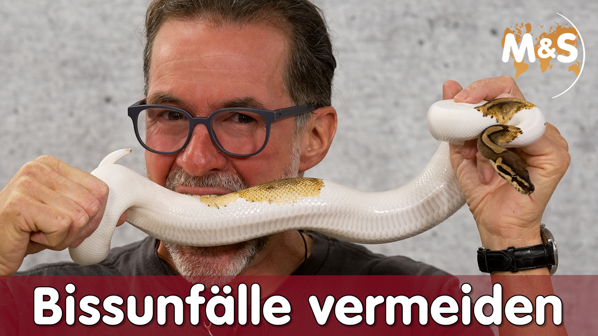 Bissverletzungen bei Reptilien durch Mäuse / Ratten / Insekten | Schlangen & Echsen