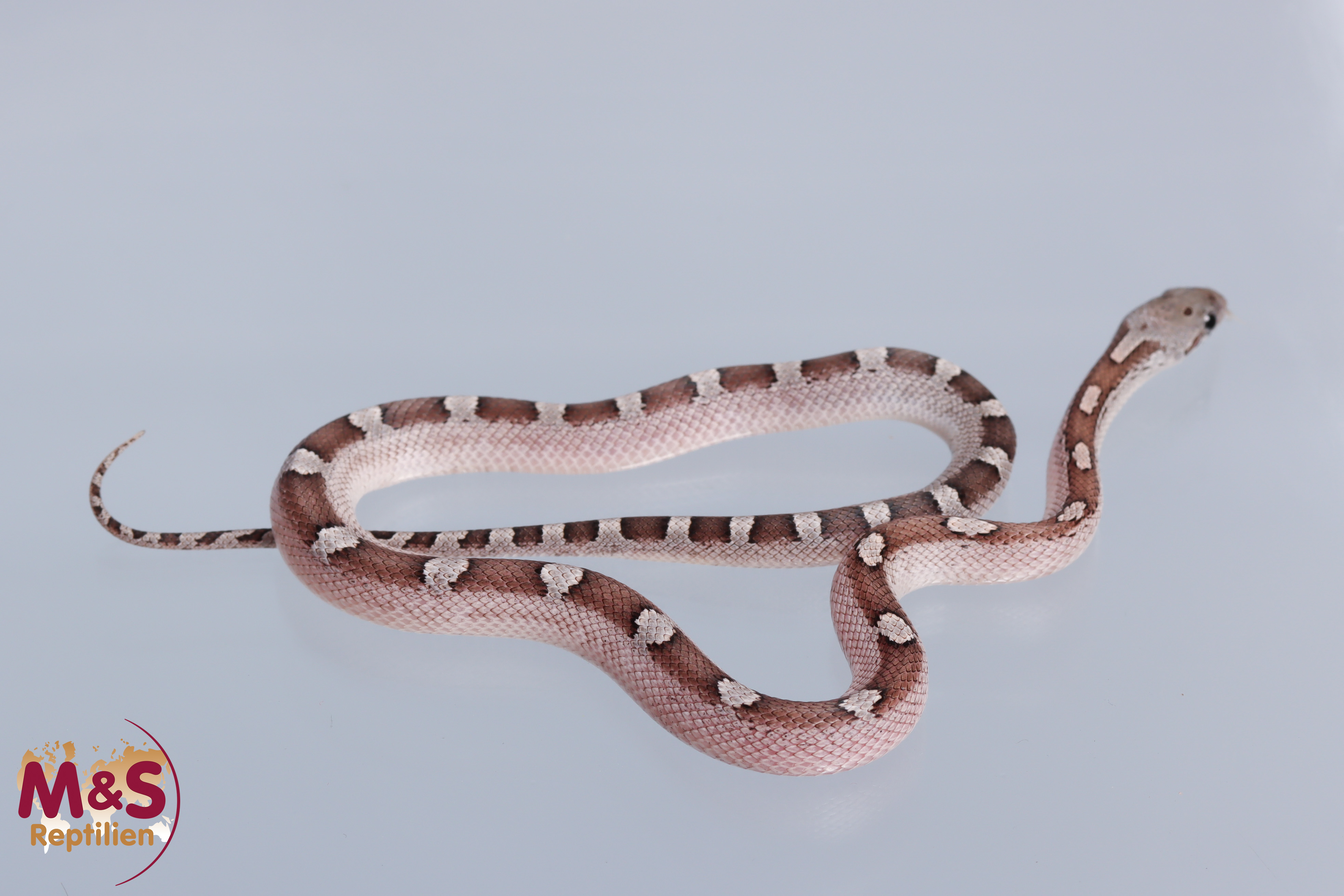 Granit Piedside Kornnatter NZ´25 (ca. 30cm) Pantherophis guttatus
