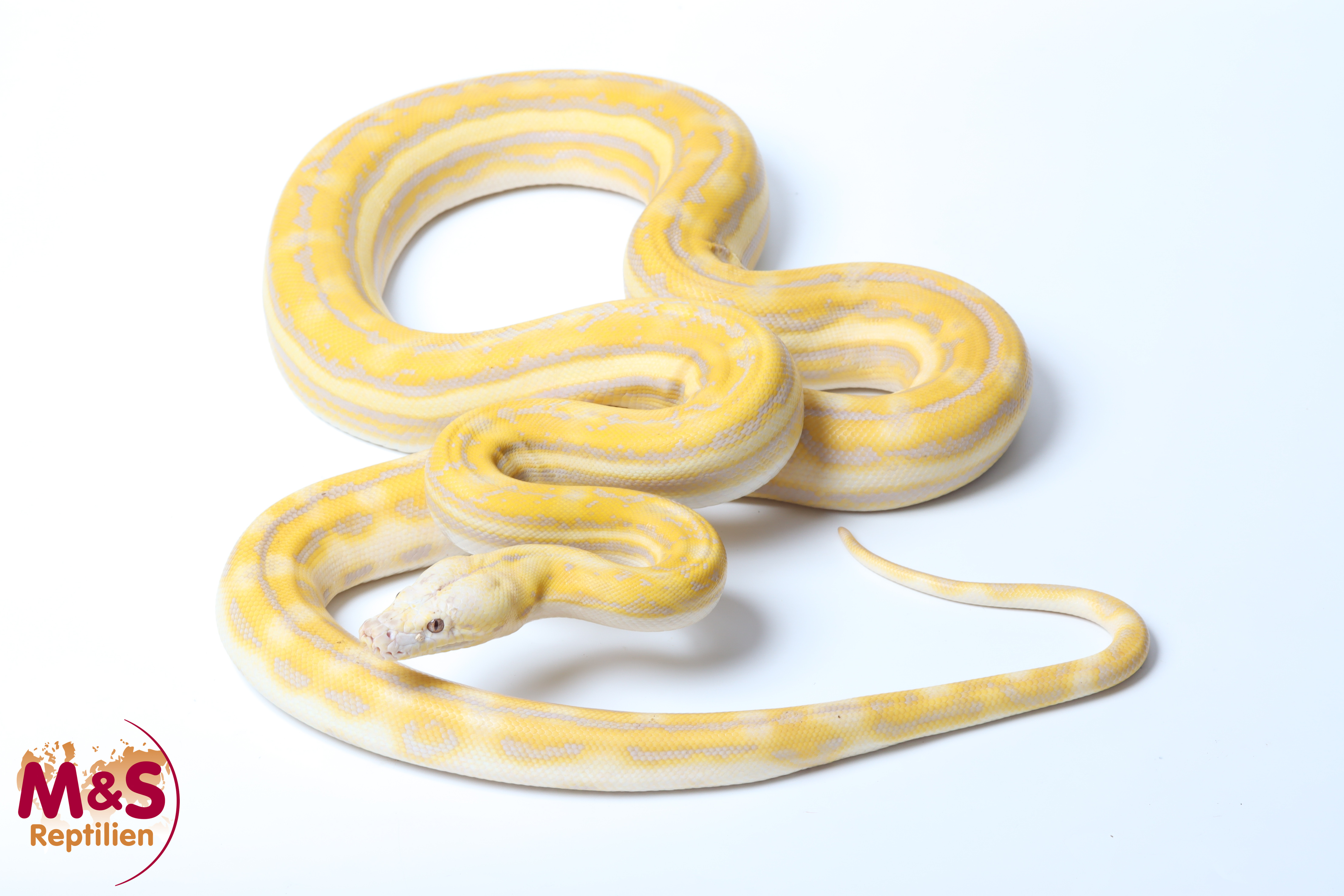 1.0 (Male) Amber Platinum Tiger poss. White Snow Netzpython NZ' 25 (ca.180-200 cm) Broghammerus reticulatus (Originalbild)