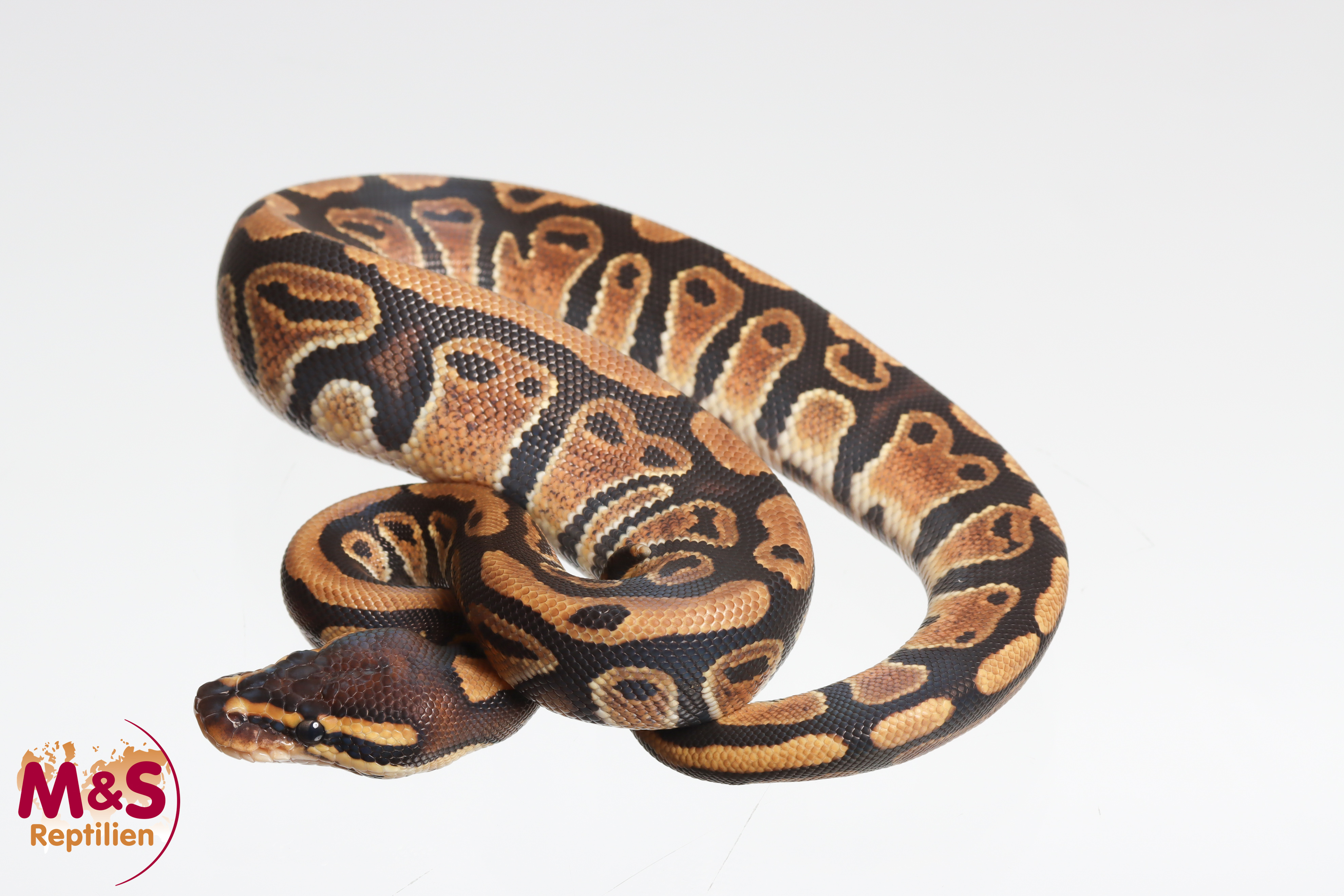 0.1 (Female) 100 % DH Sunset-Clown Königspython NZ'M&S'25 Python regius