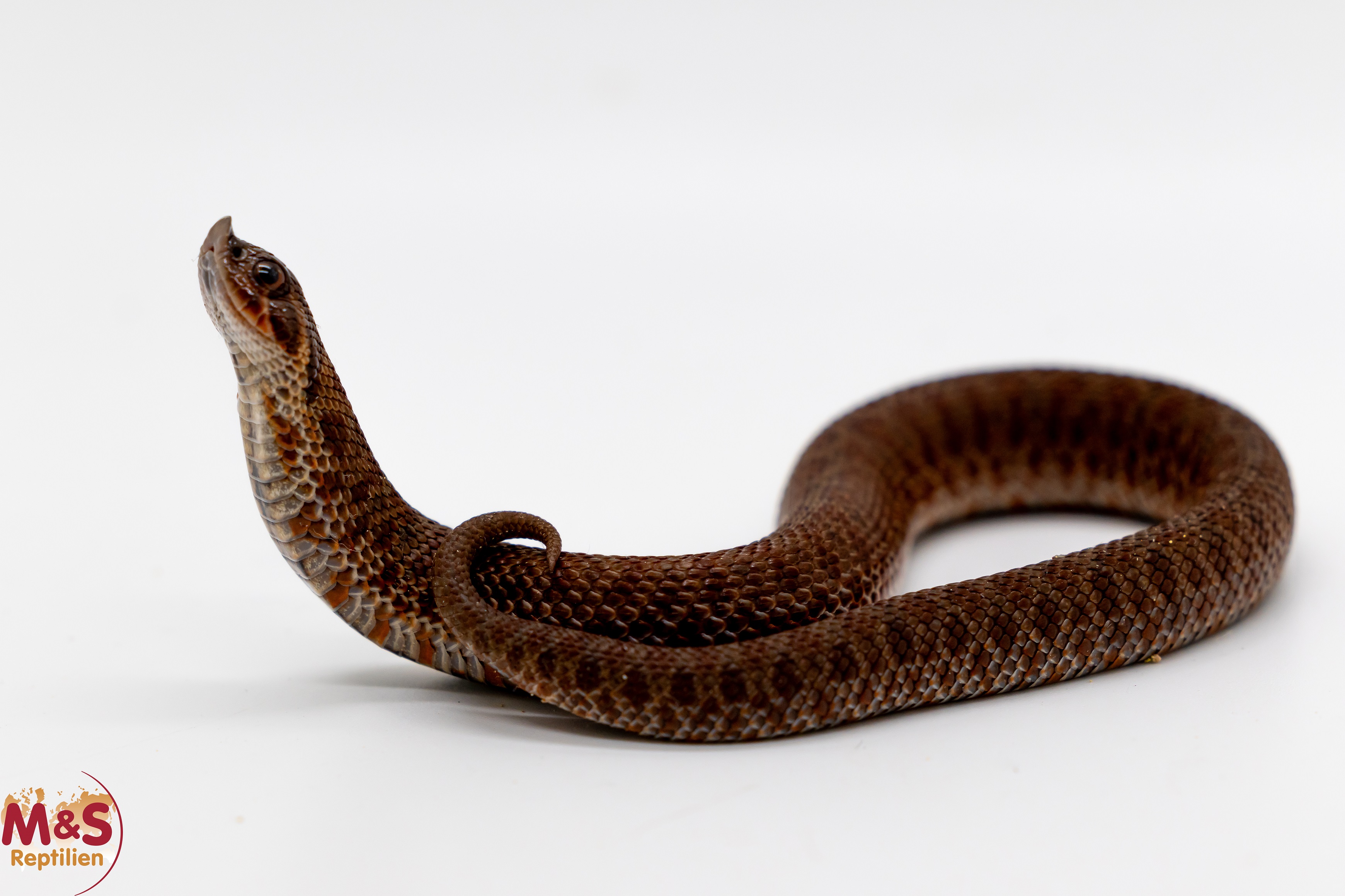 0.1 (Female) Hakennasennatter "Swiss Chocolate" NZ´25 (ca. 25 cm) Heterodon nasicus (Originalbild)