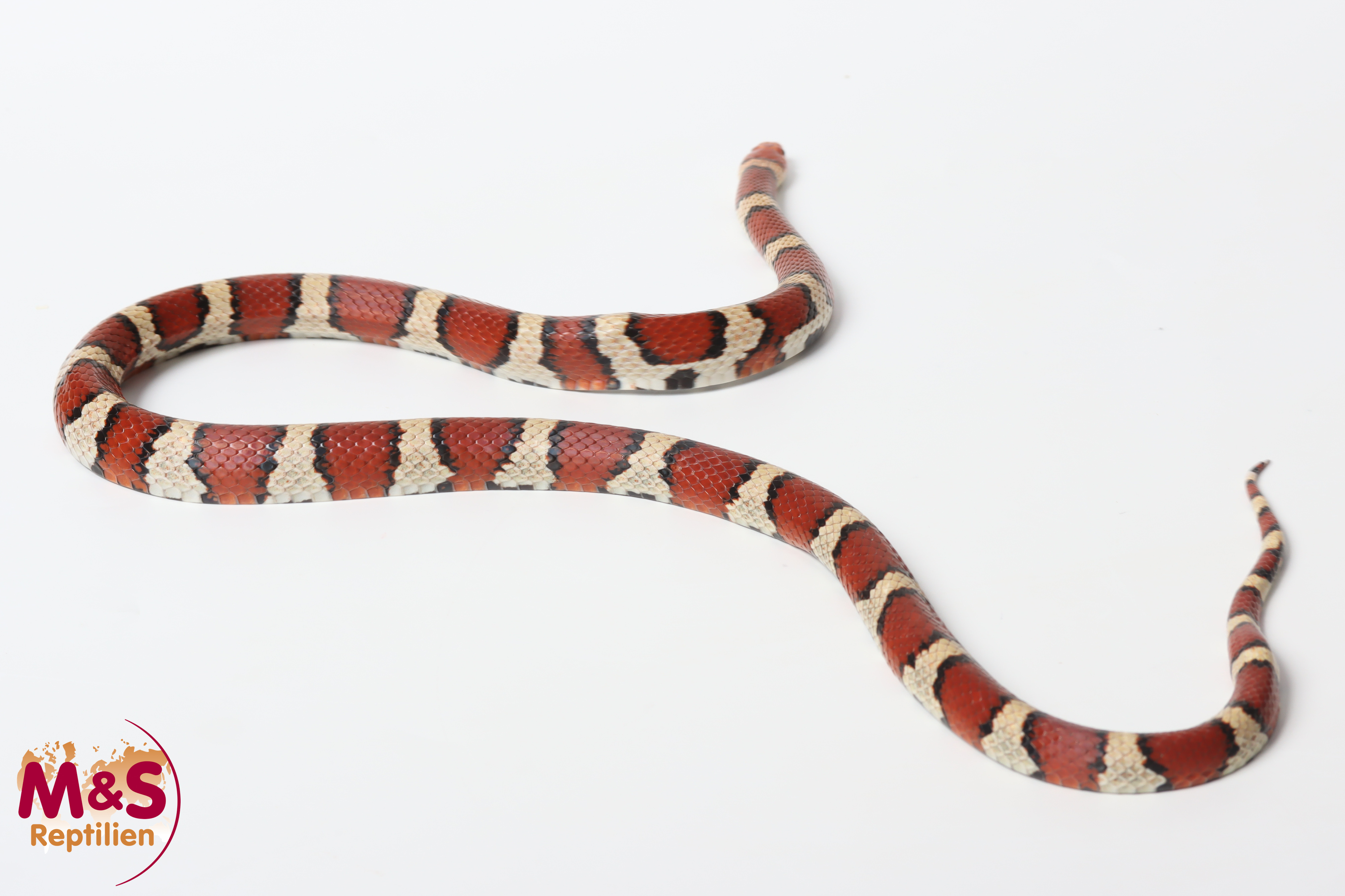 0.1 (Female) Küsten Milchschlange NZ' 22 (adult) Lampropeltis t. temporalis (Originalbild)