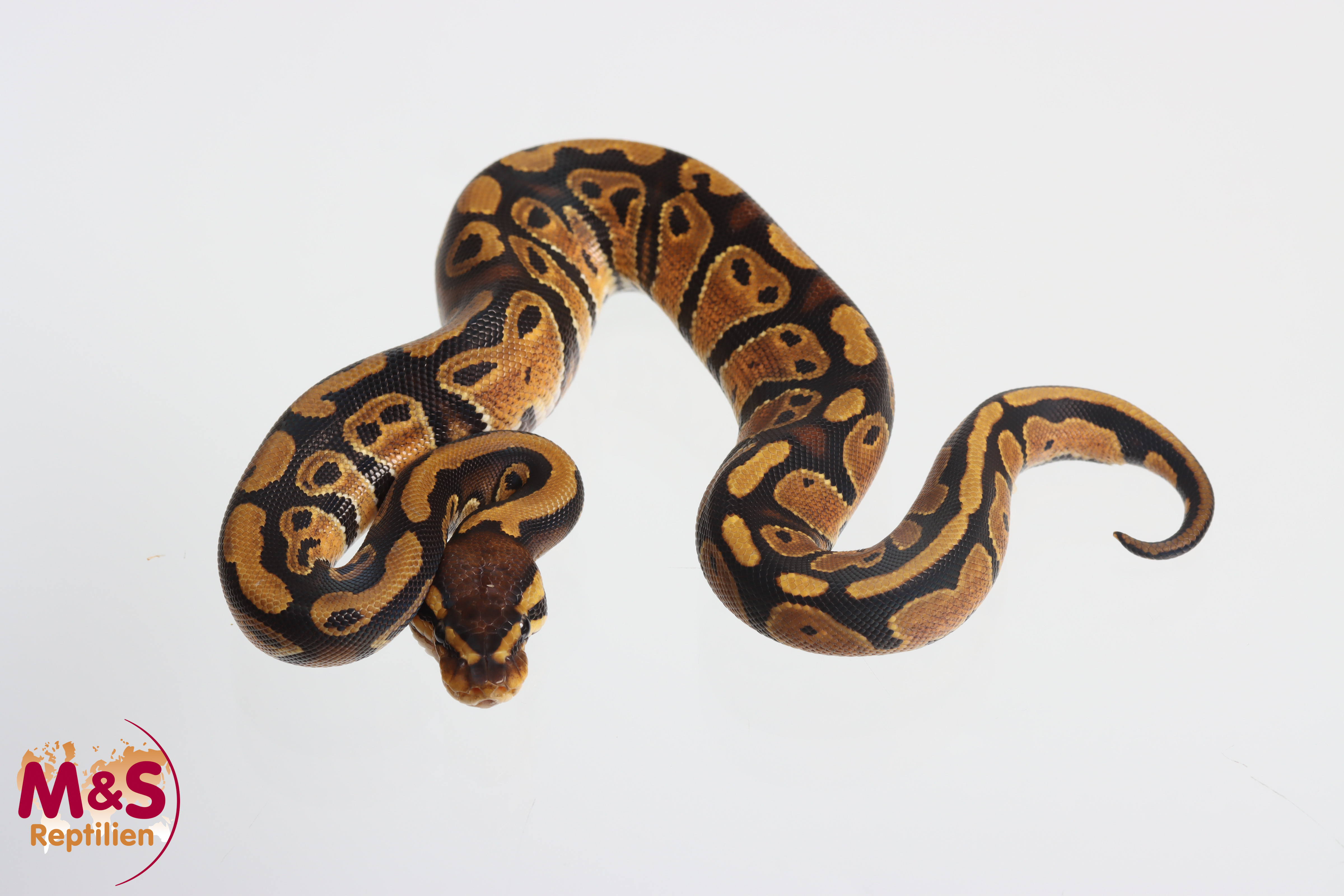 0.1 (Female) 100 % hetero Sunset 50% poss. het. Piebald Königspython NZ'M&S'25 Python regius